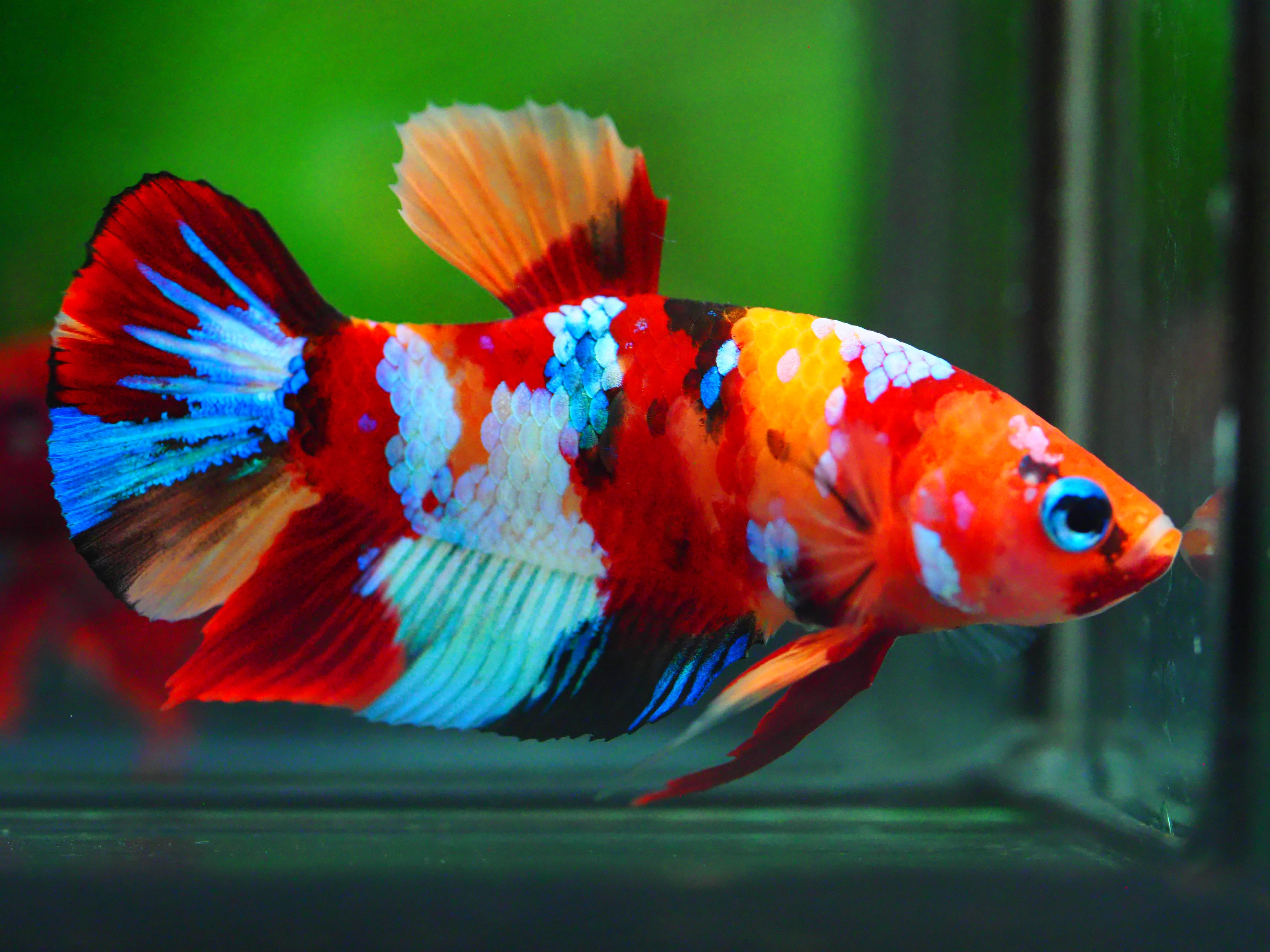 HMPK NEMO GALAXY MALE GRADE A +++