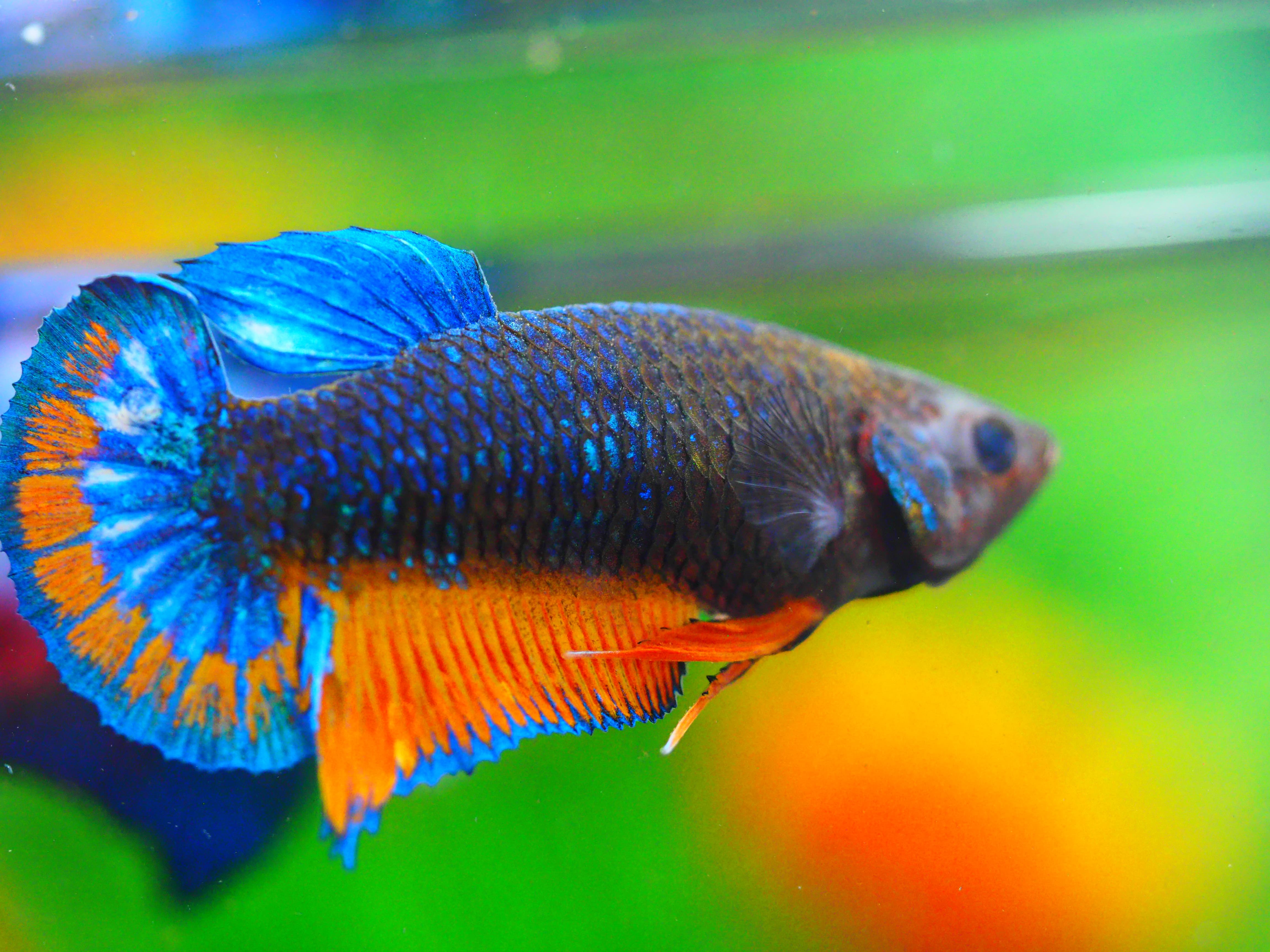 HMPK FANCY FNMALE GRADE A +++