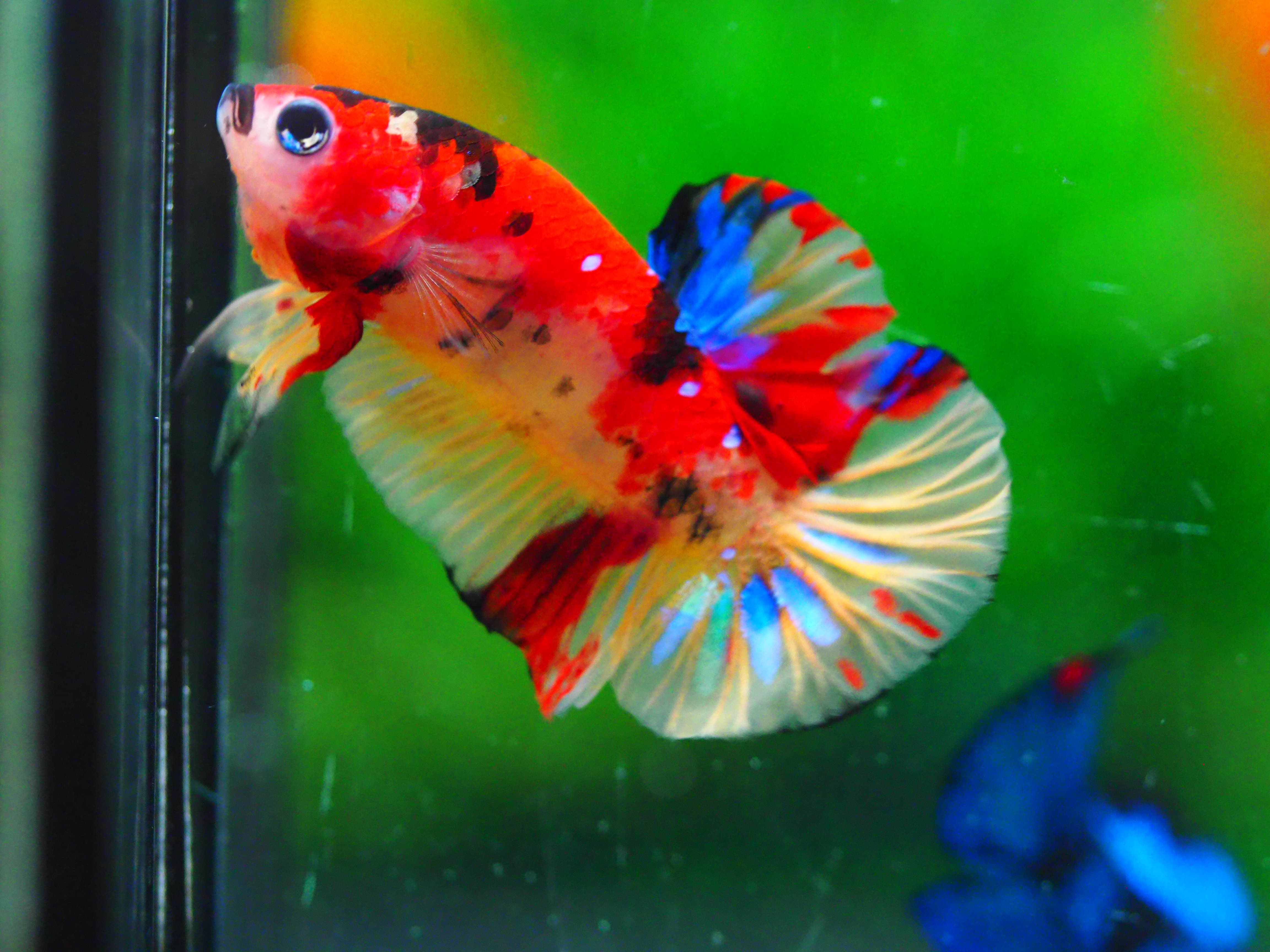 HMPK NEMO GALAXY MALE GRADE A +++