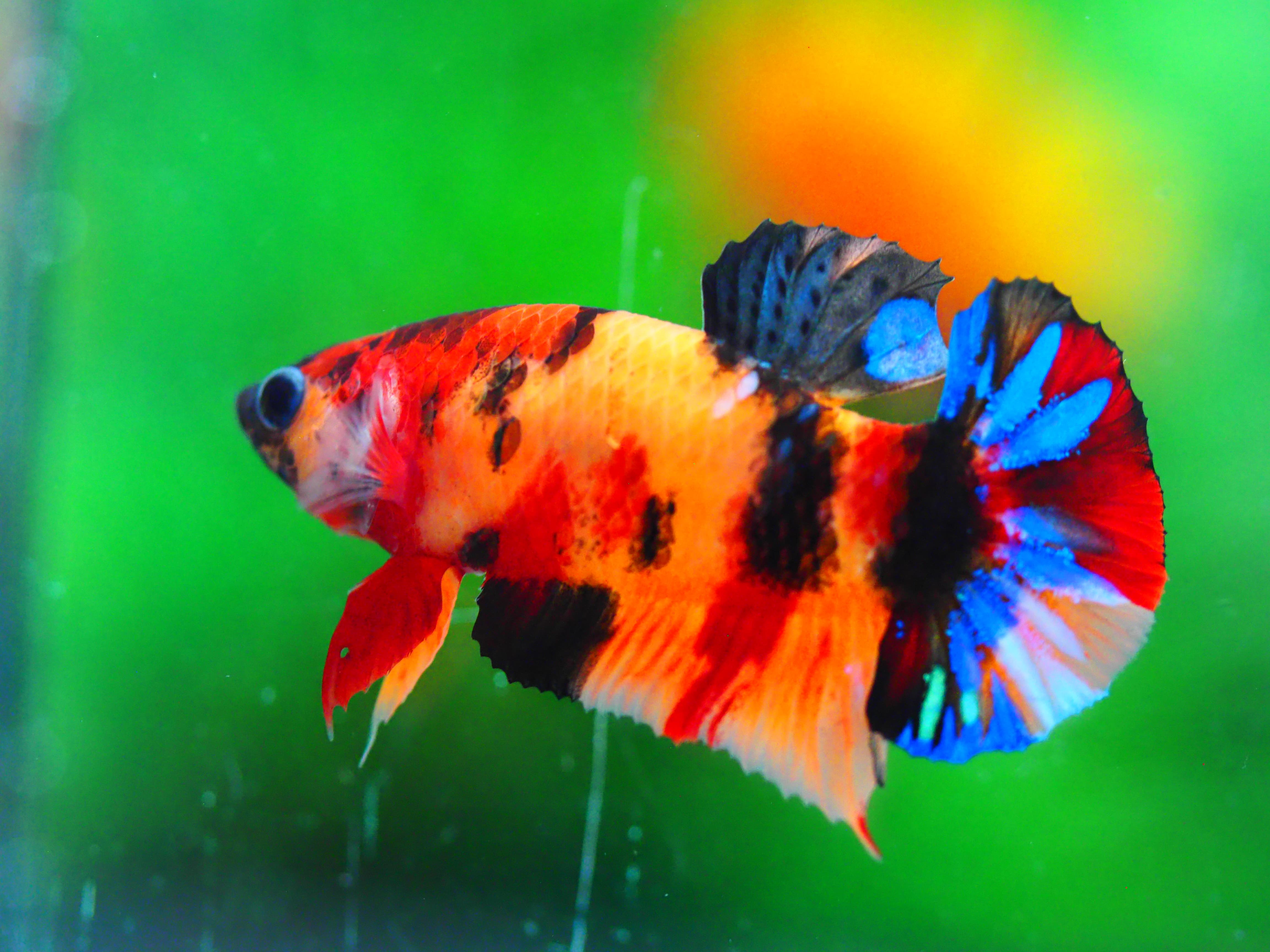 HMPK NEMO GALAXY MALE GRADE A +++