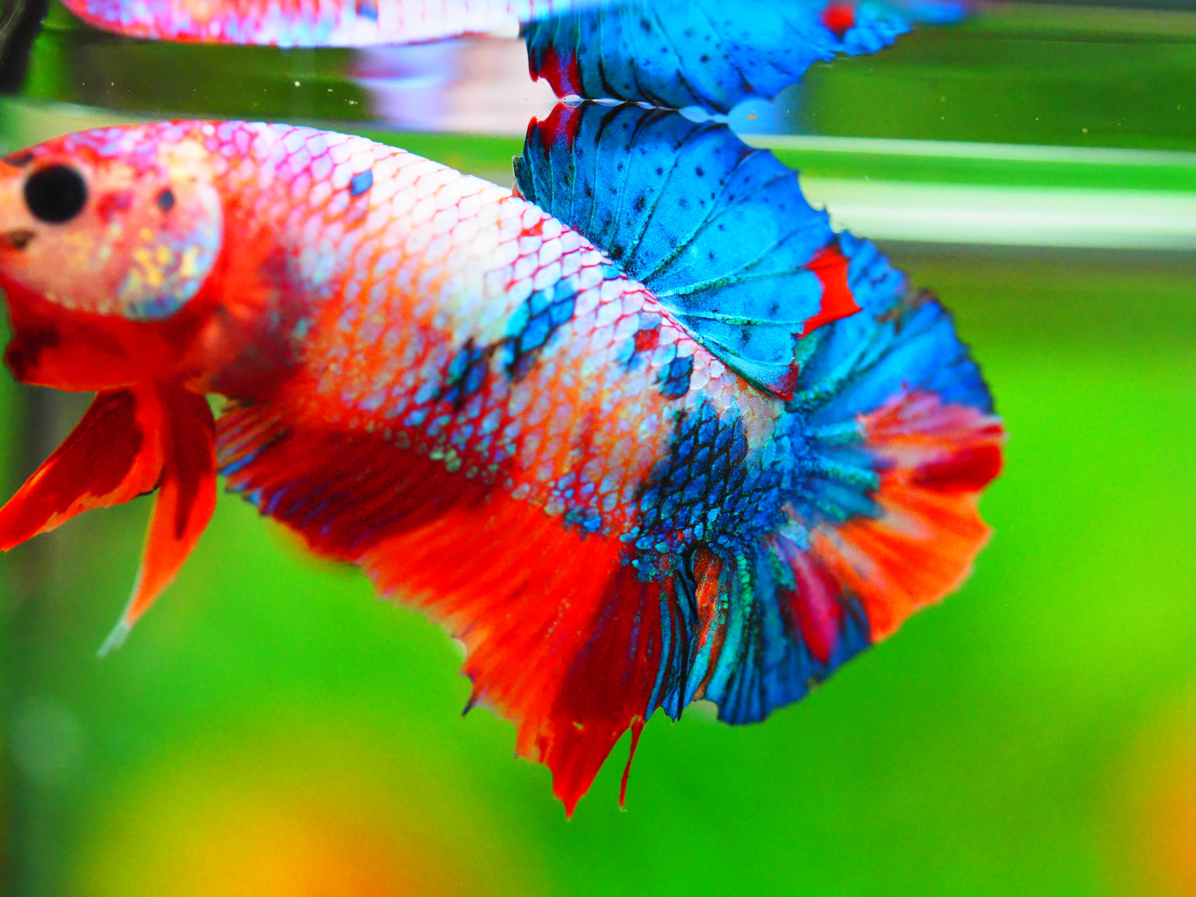 HMPK NEMO GALAXY MALE GRADE A +++