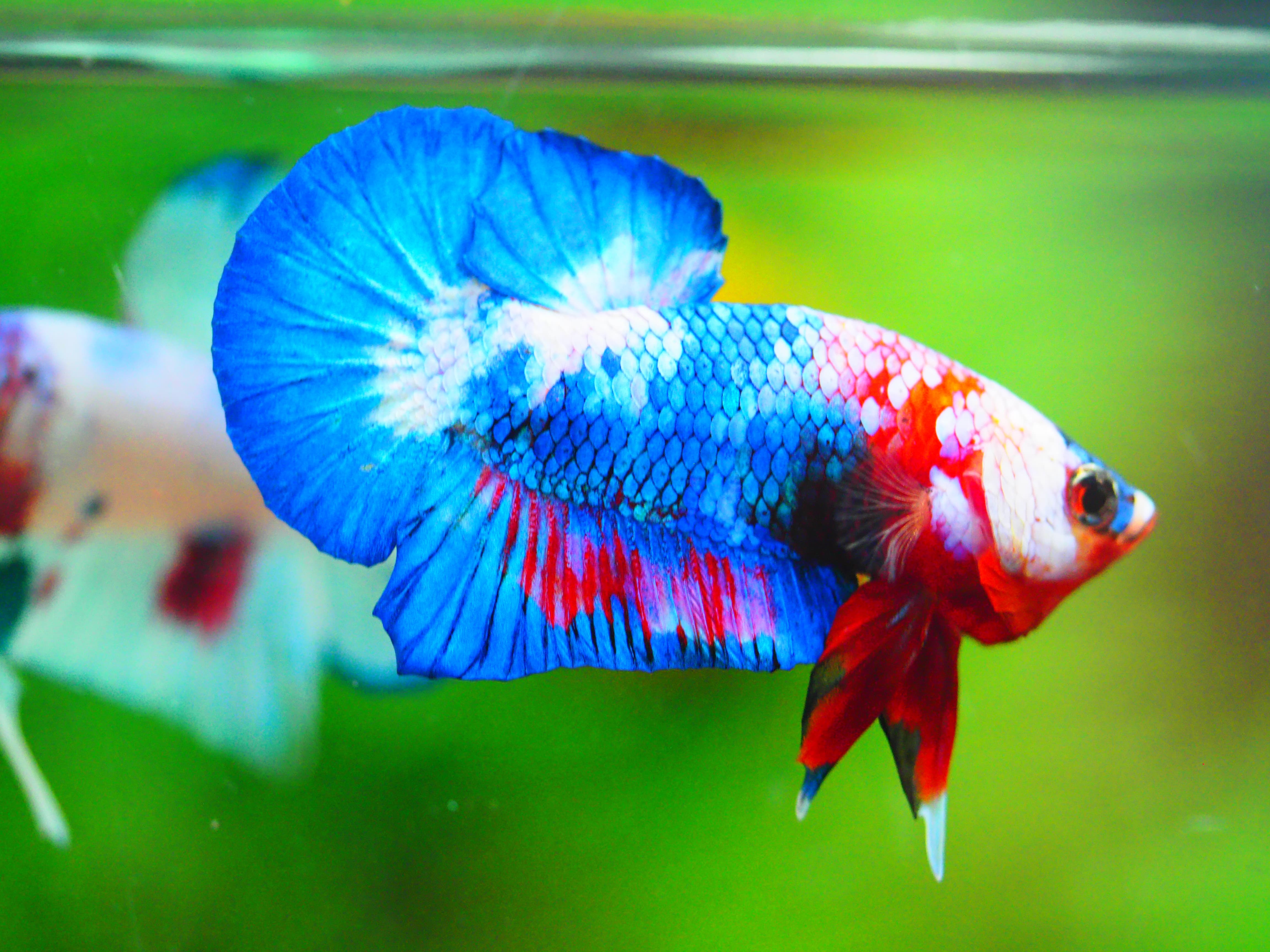 HMPK KOI FANCY MALE GRADE A +++