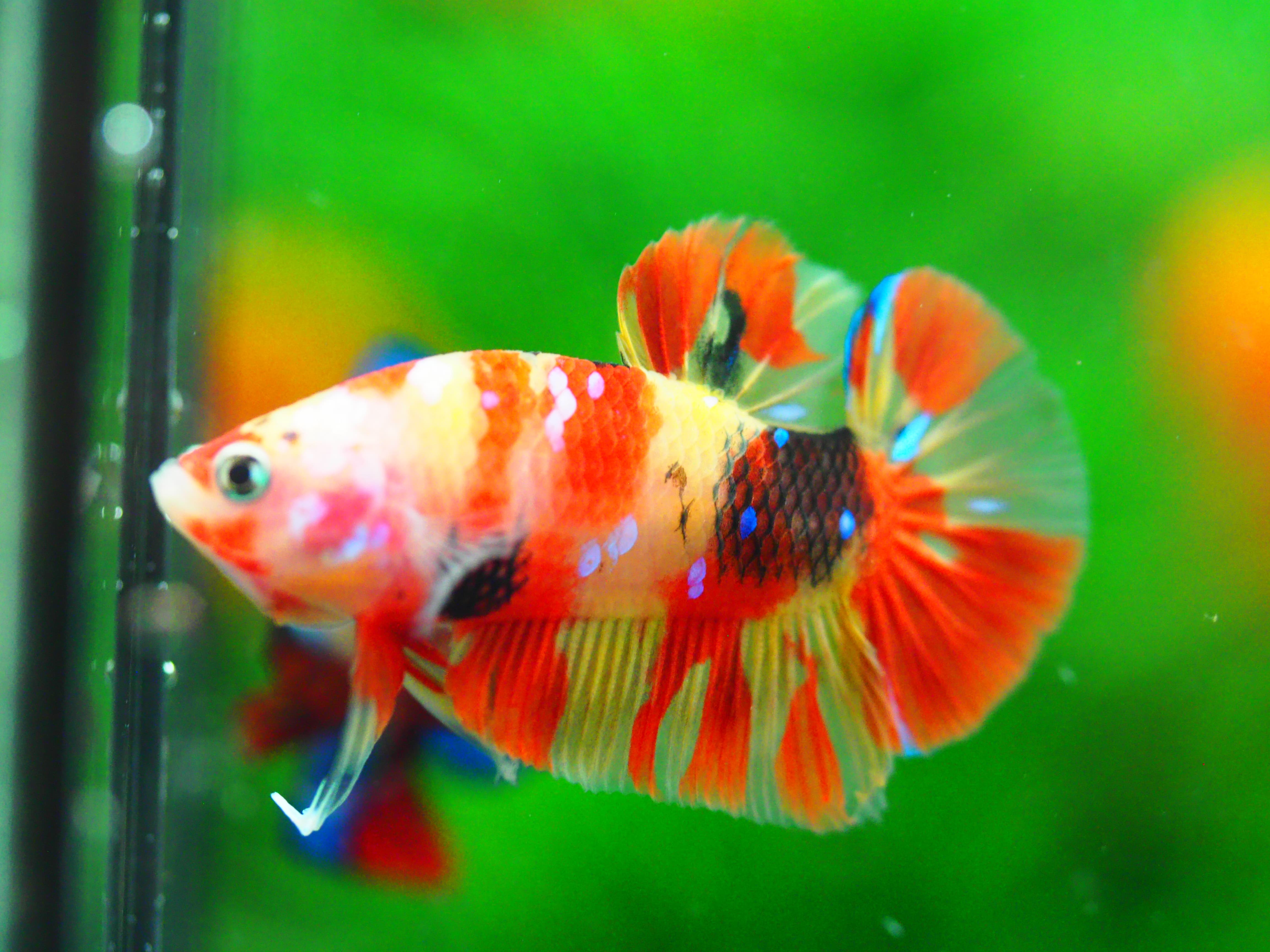 HMPK NEMO GALAXY MALE GRADE A +++