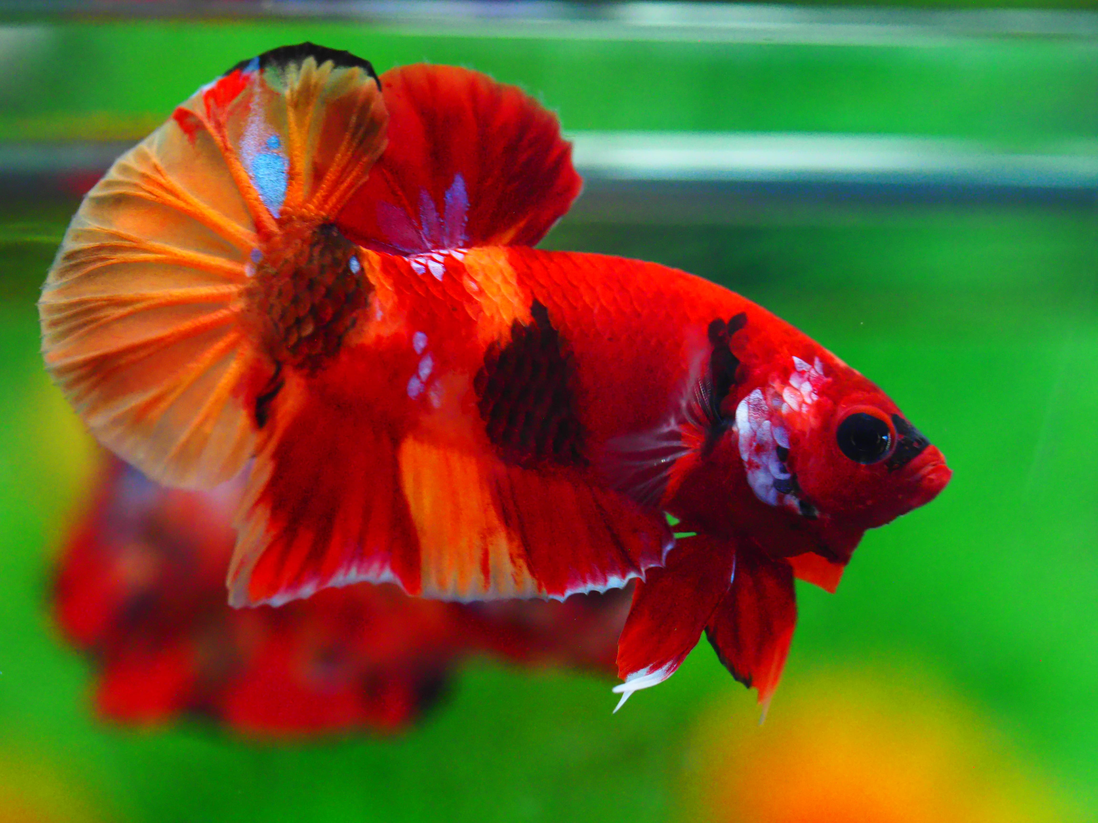 HMPK NEMO GALAXY MALE GRADE A +++