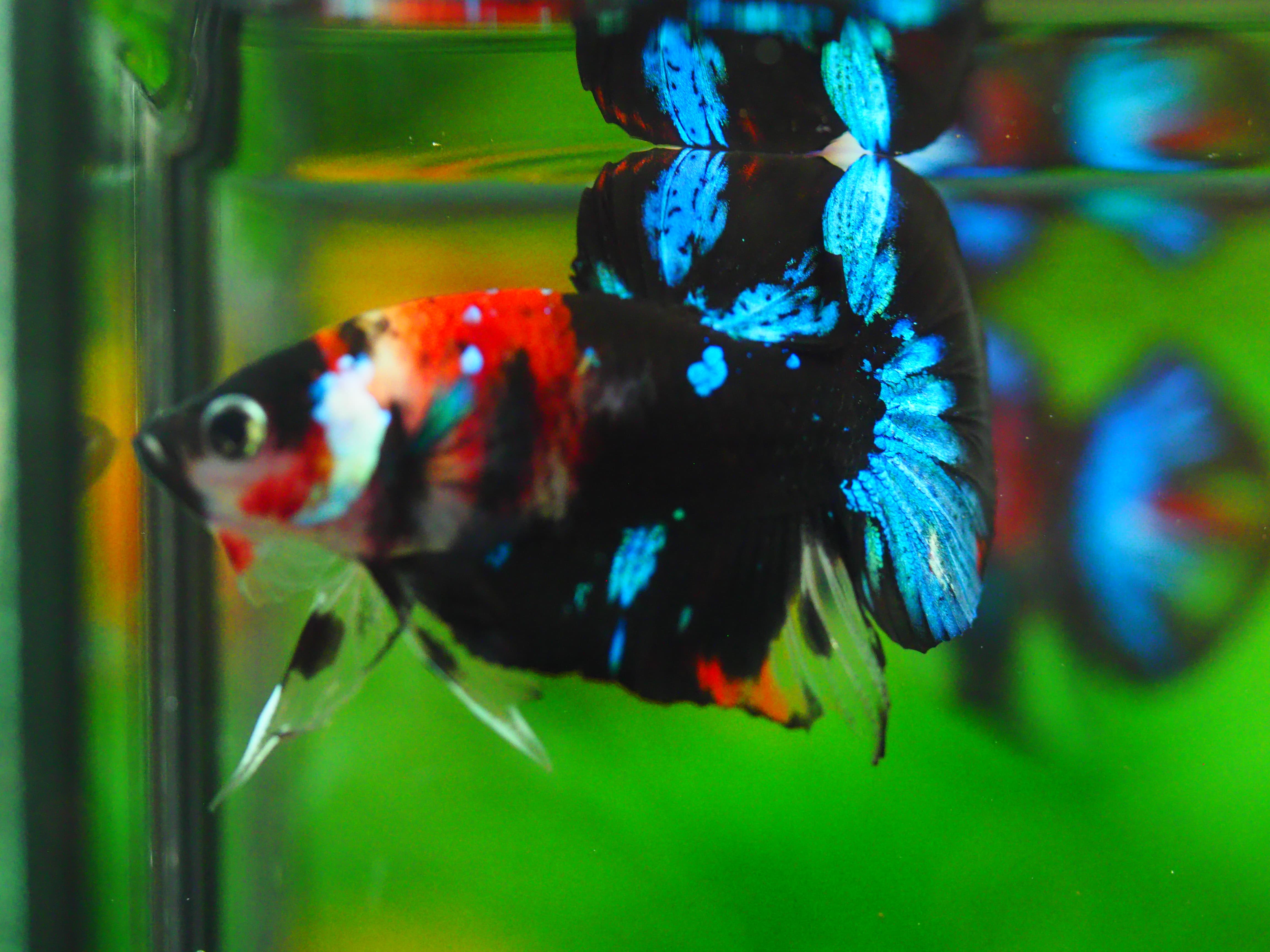 HMPK KOI GALAXY MALE GRADE A +++