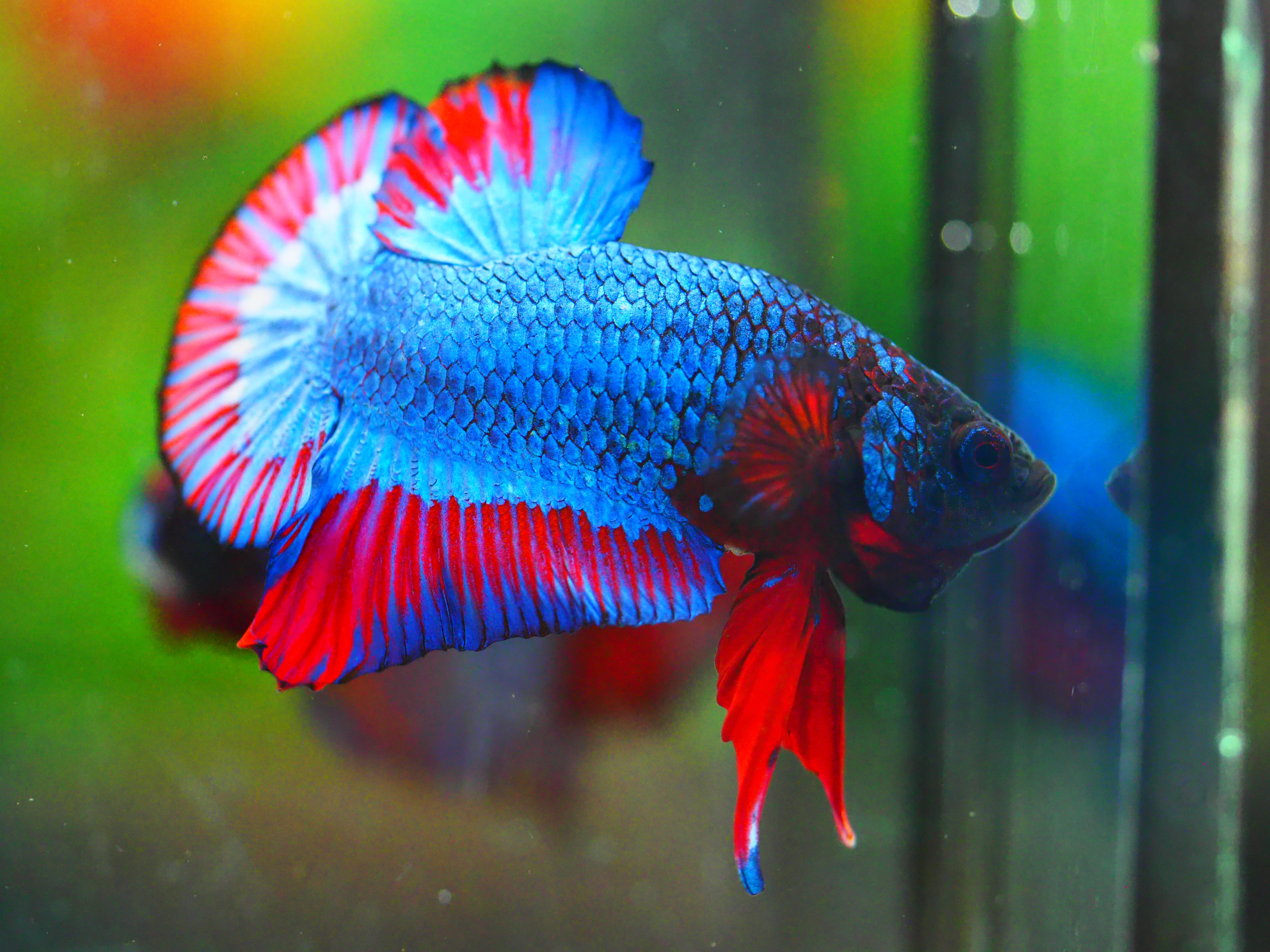 HMPK FANCY MALE GRADE A +++