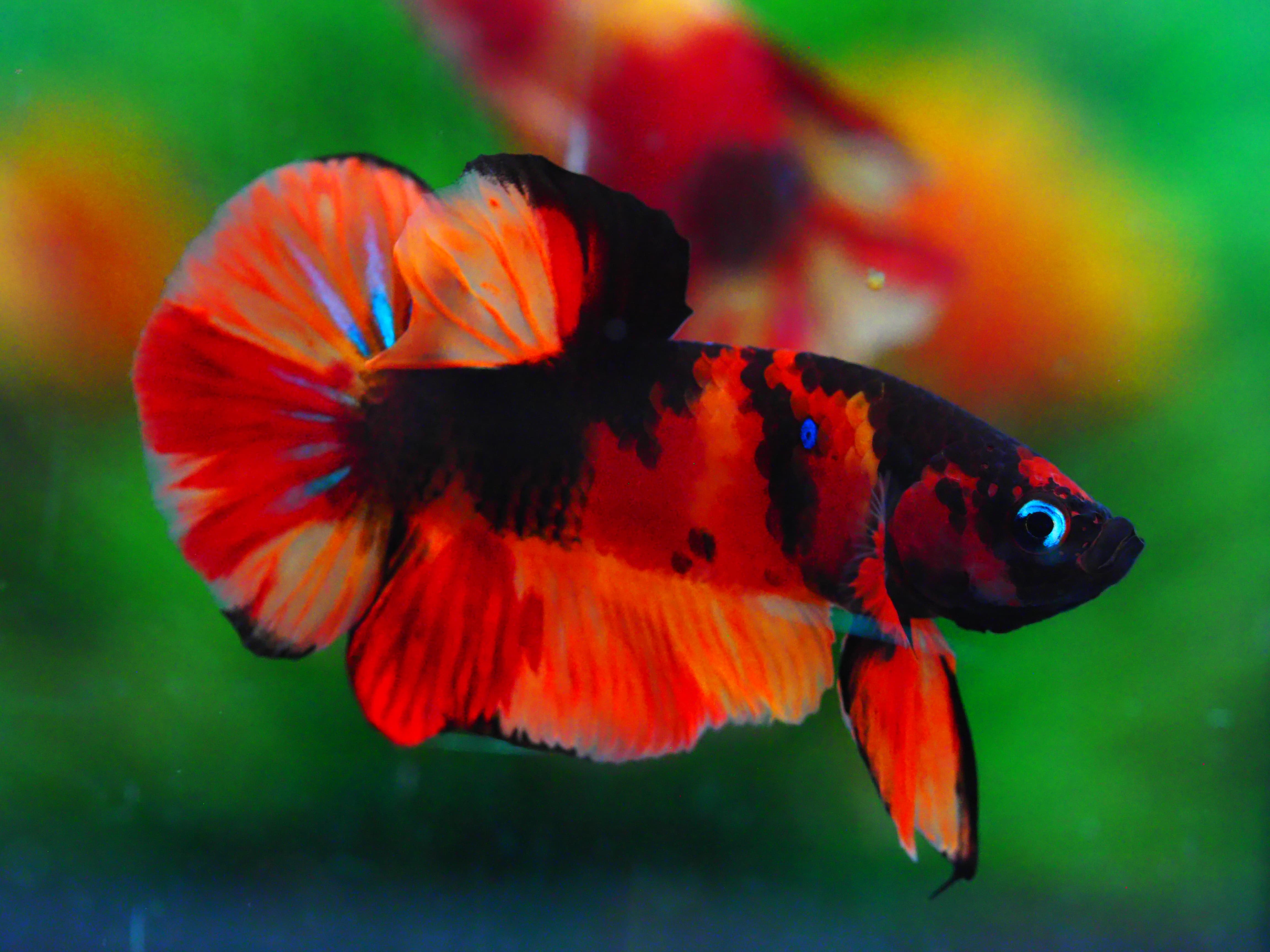 HMPK NEMO GALAXY MALE GRADE A +++