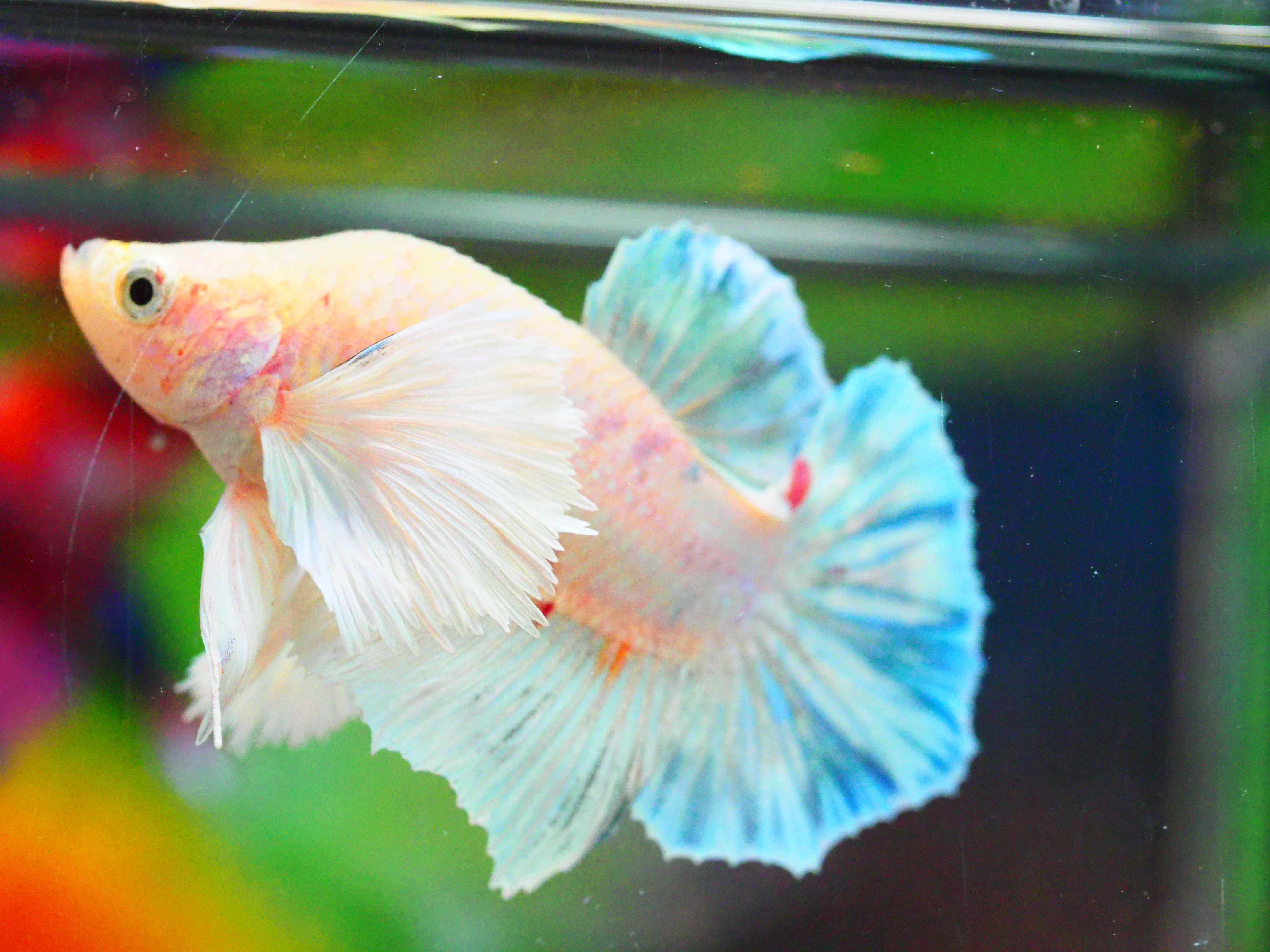 HMPK DUMBO MALE GRADE