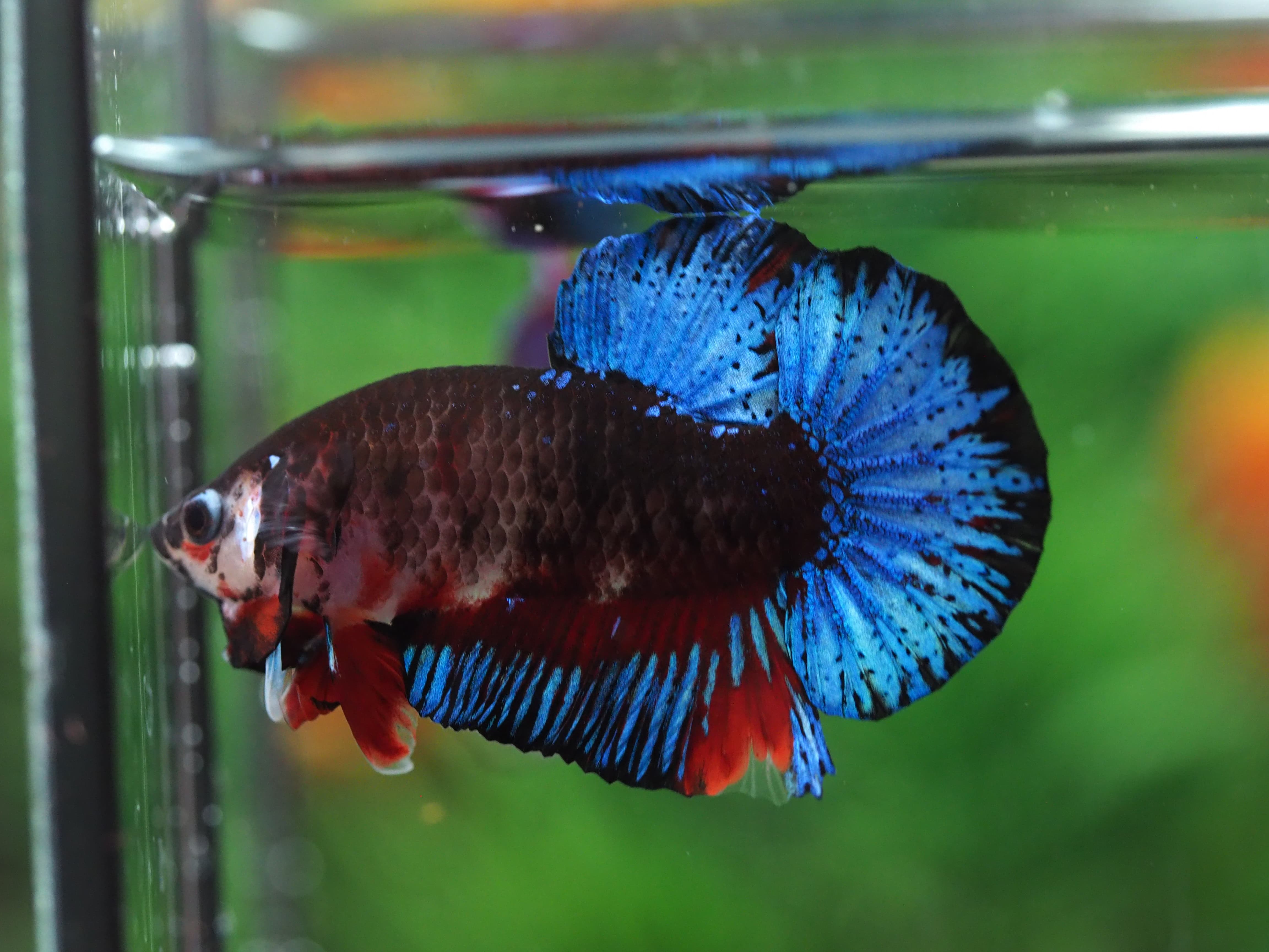 HMPK KOI GALAXY MALE GRADE A+++