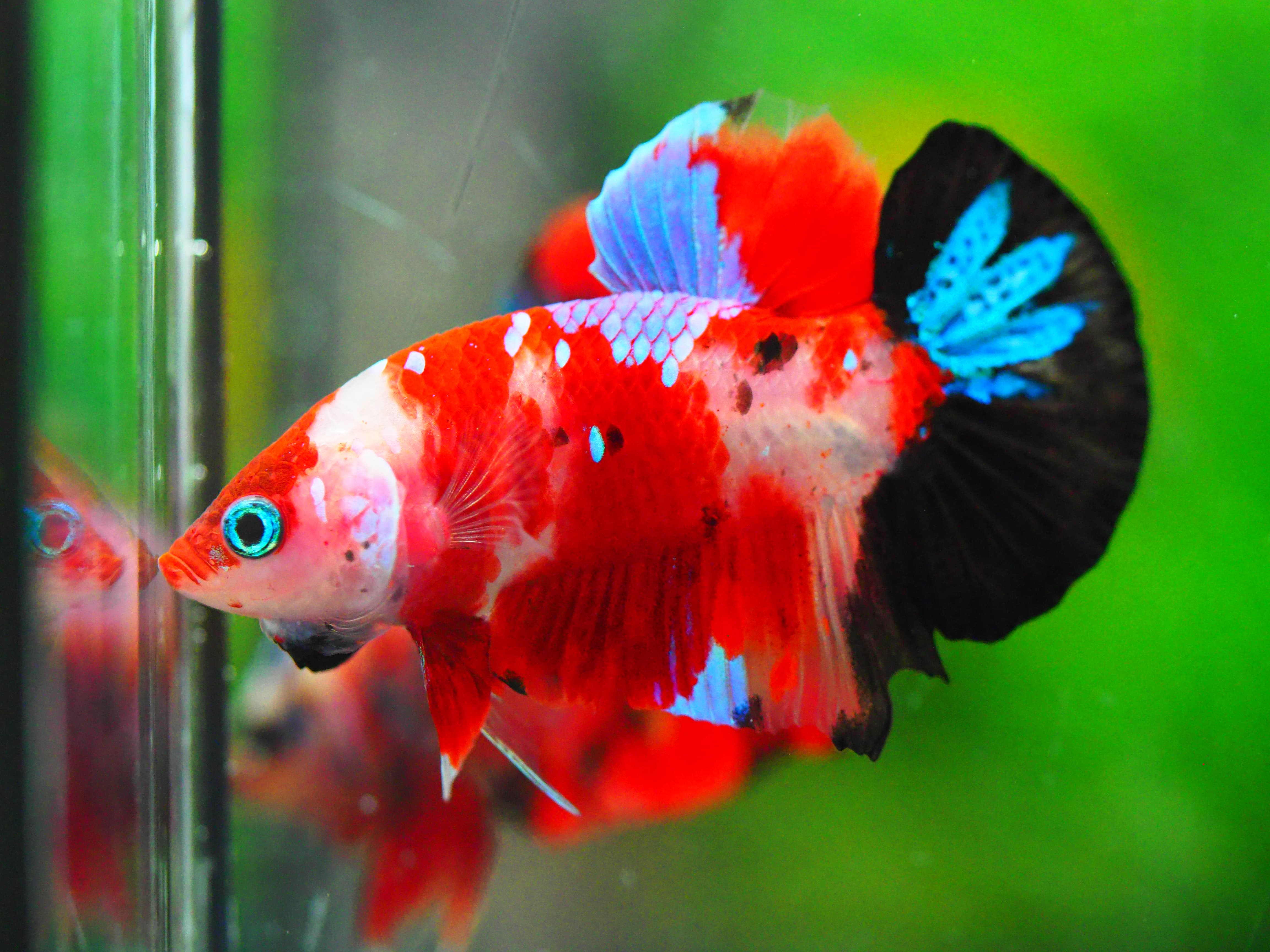 HMPK KOI GALAXY MALE GRADE A +++