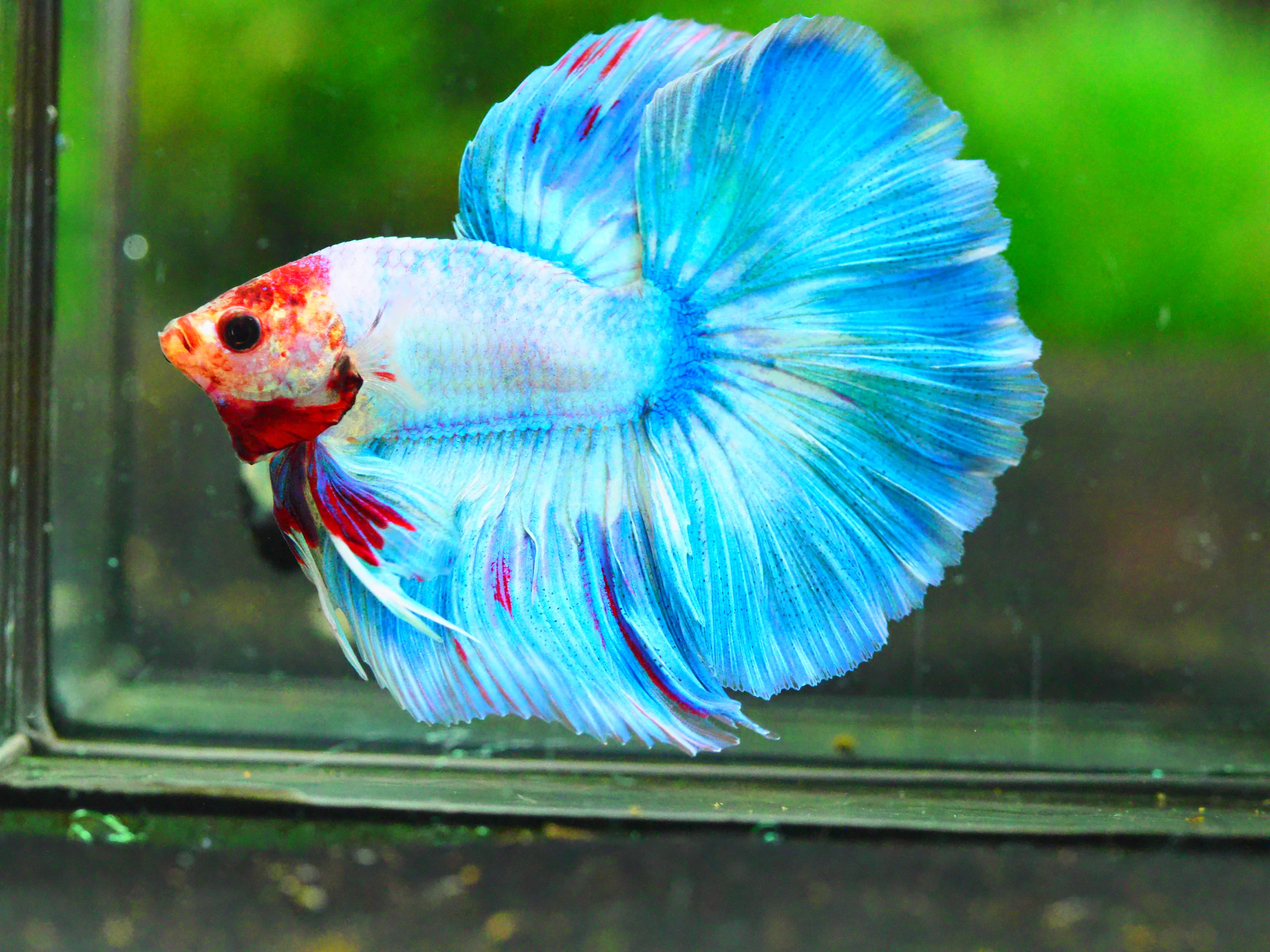 HM FANCY MALE GRADE A +++