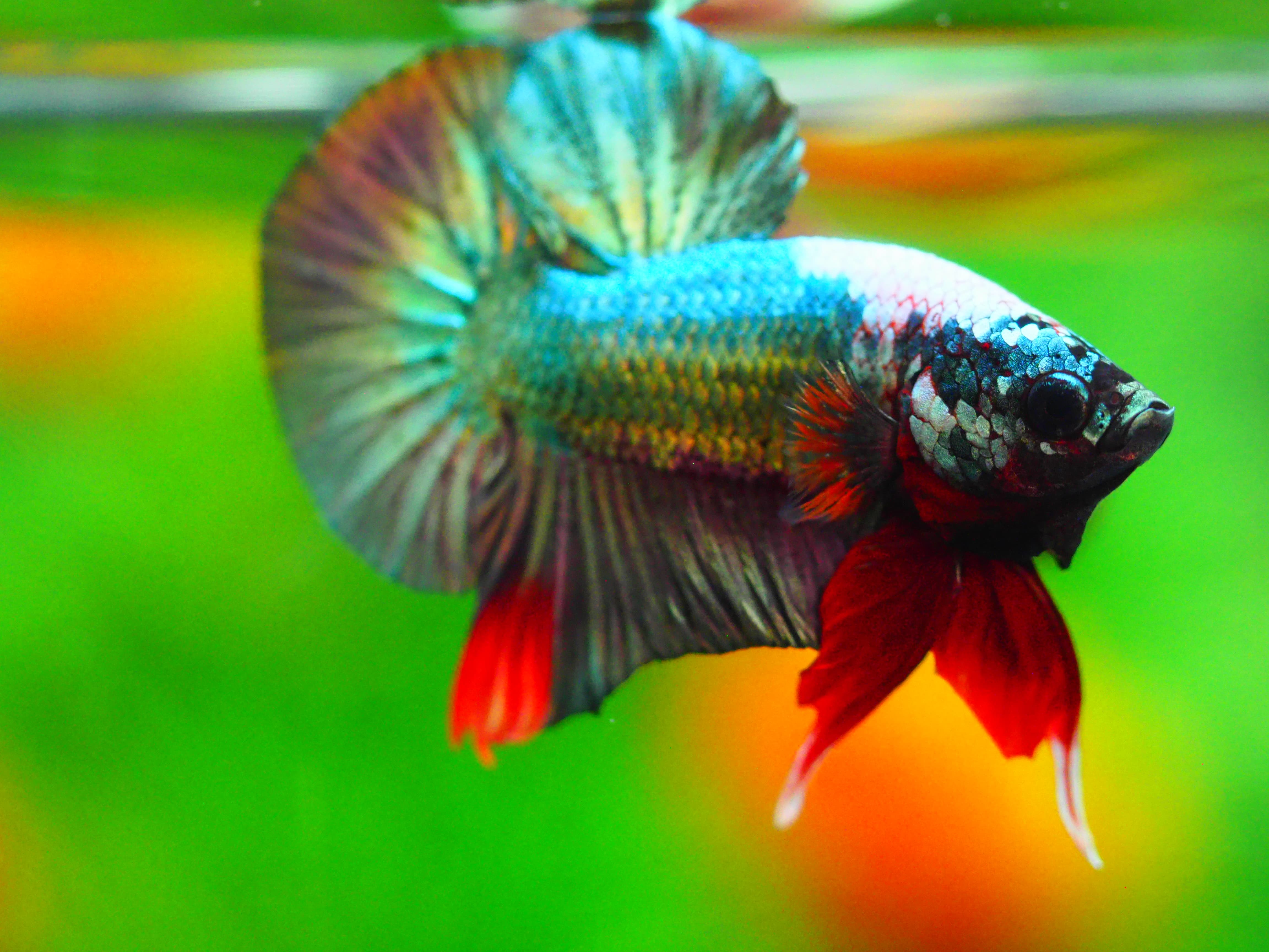 HMPK COPPER FANCY MALE GRADE A +++