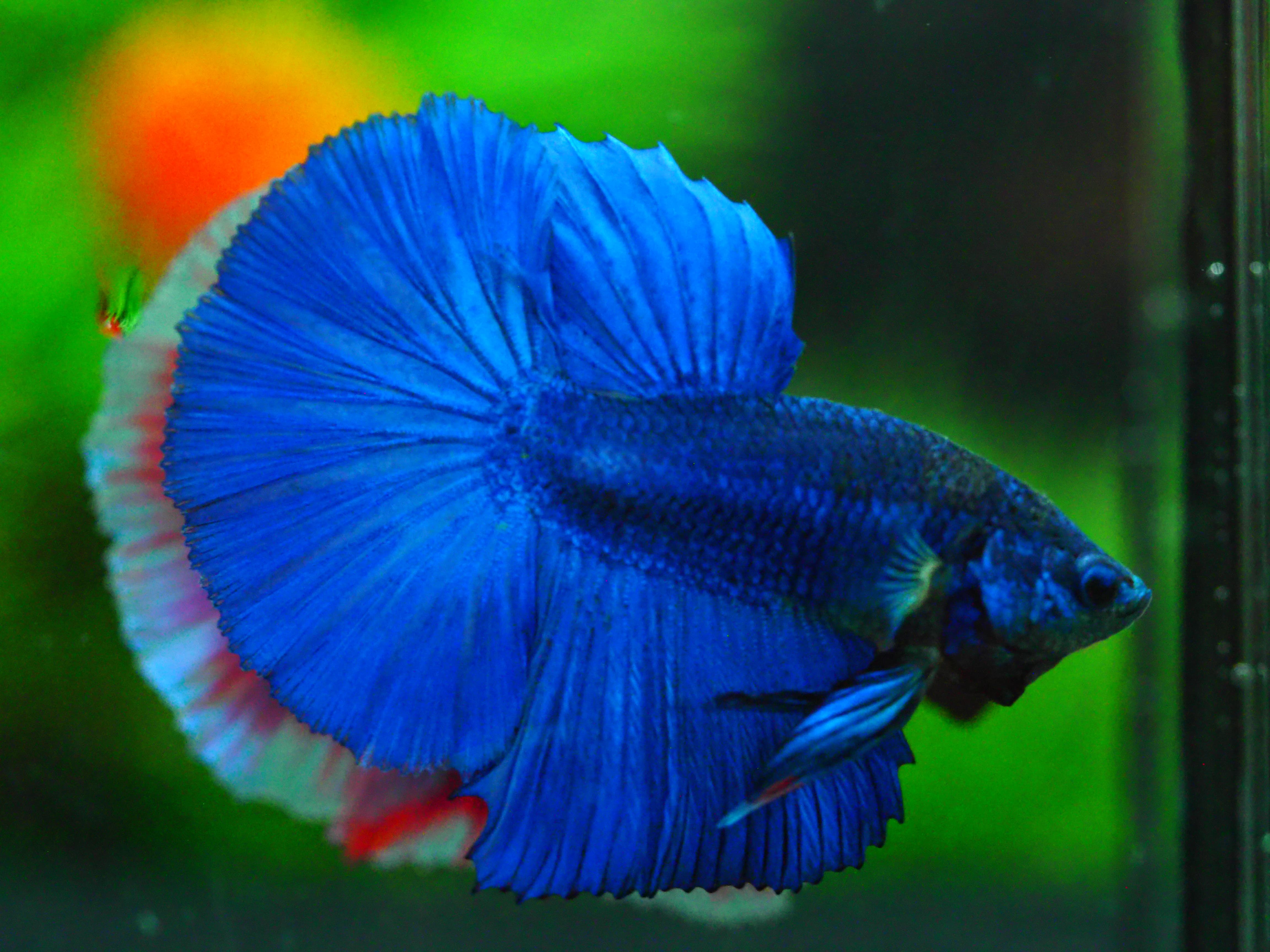 HM FANCY MALE GRADE A +++