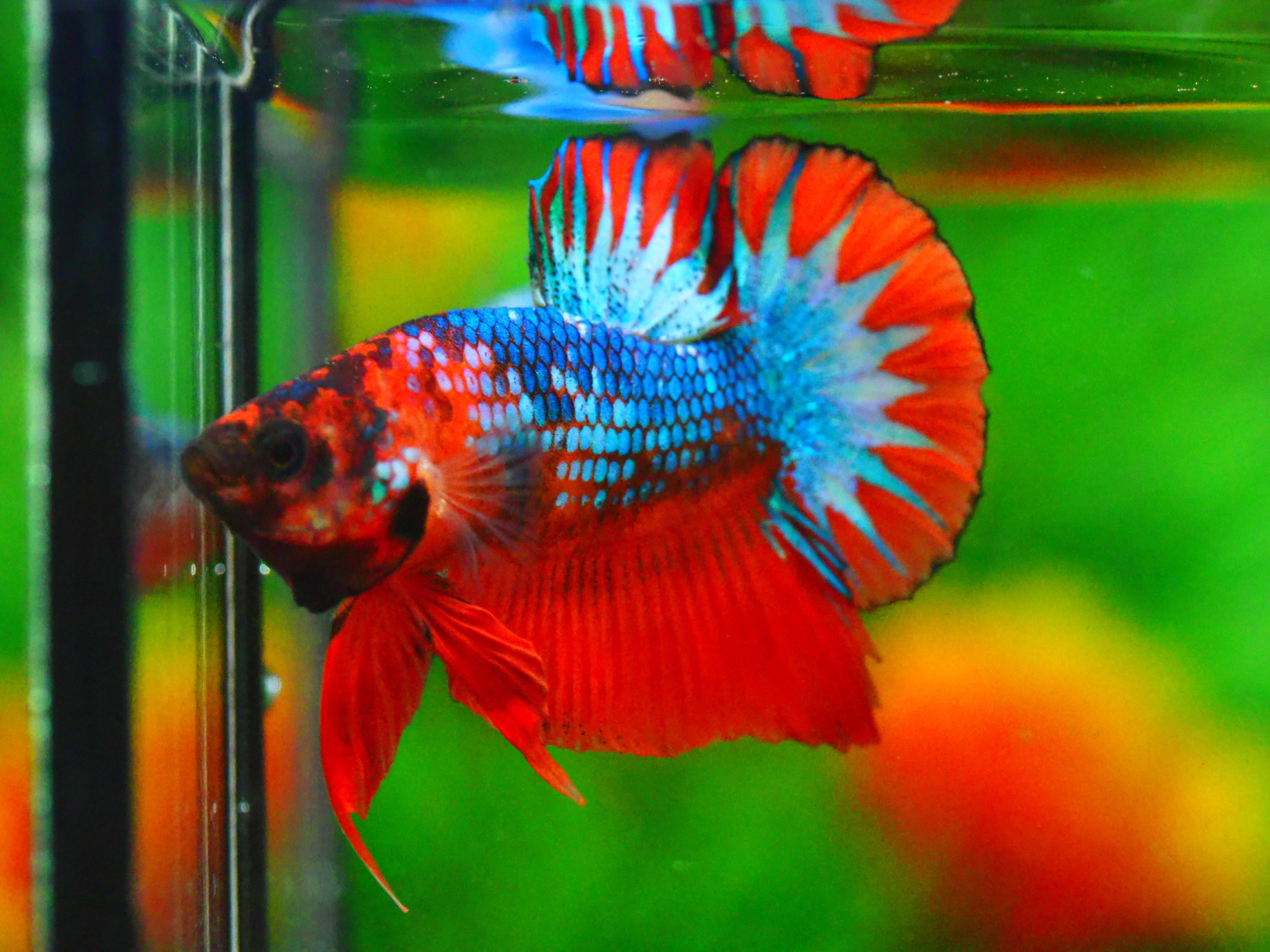 HMPK FANCY MALE GRADE A +++