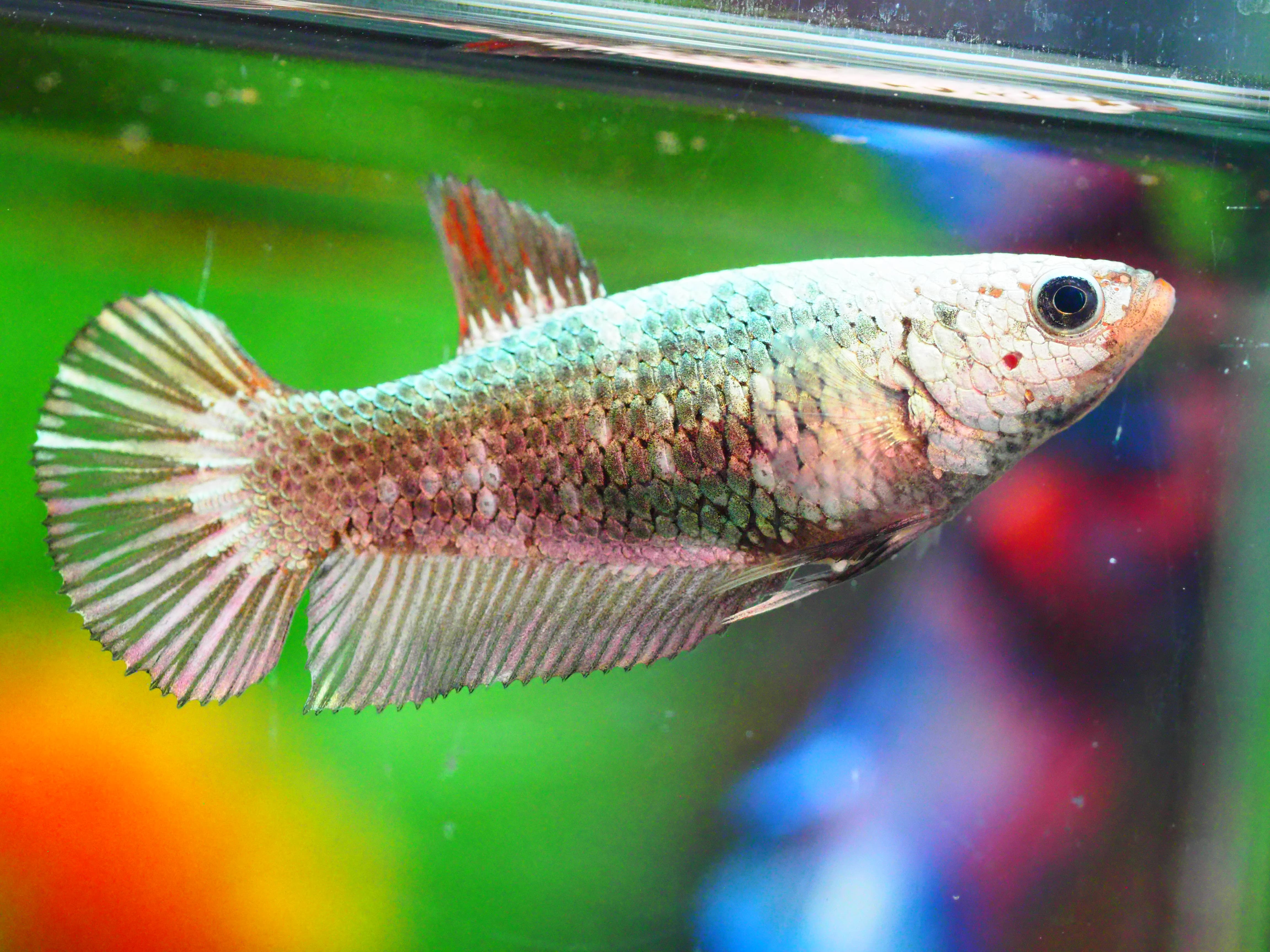 HMPK FANCY MALE GRADE A +++