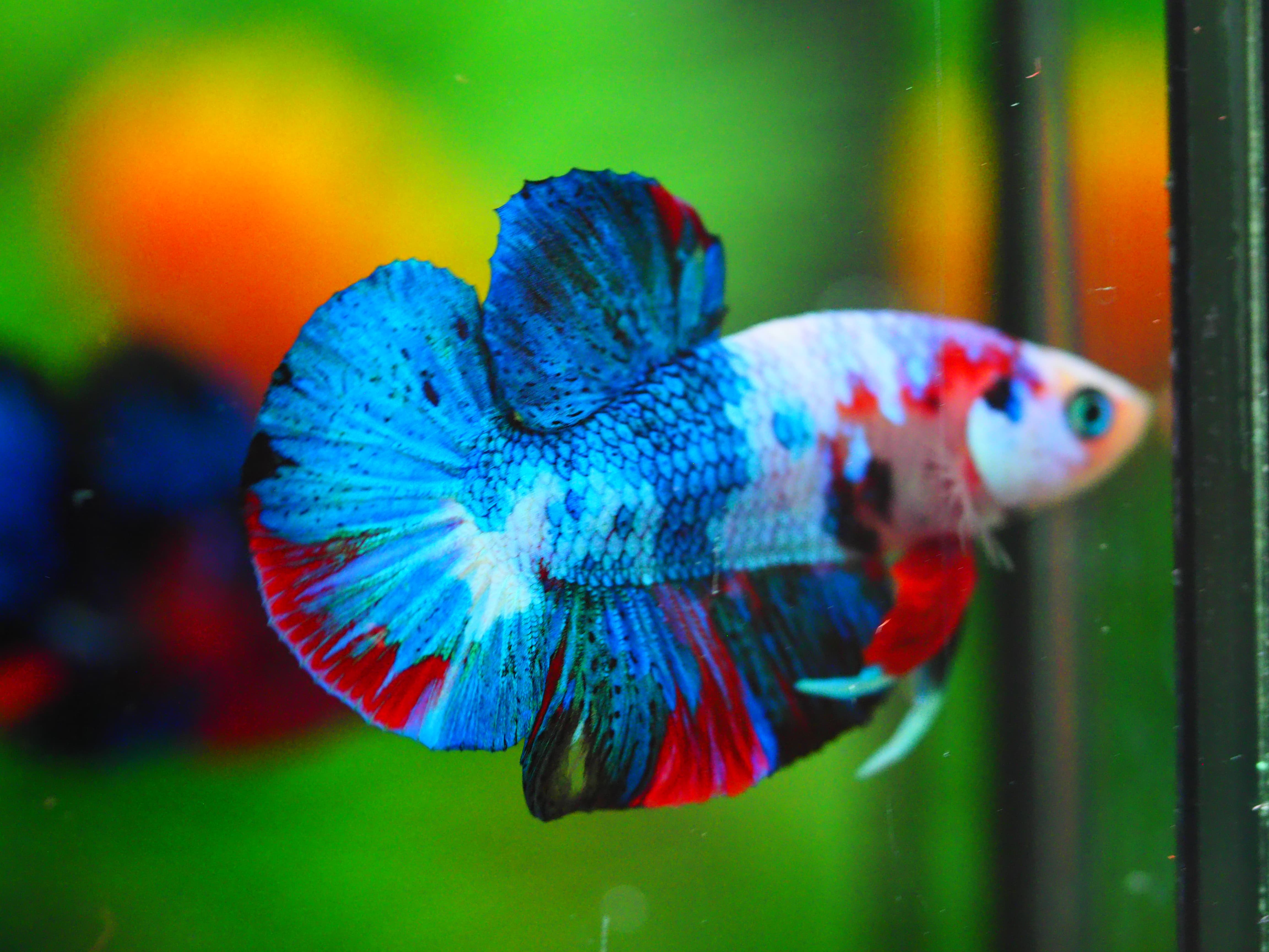 HMPK KOI GALAXY MALE GRADE A+++ ปลาเด็ก