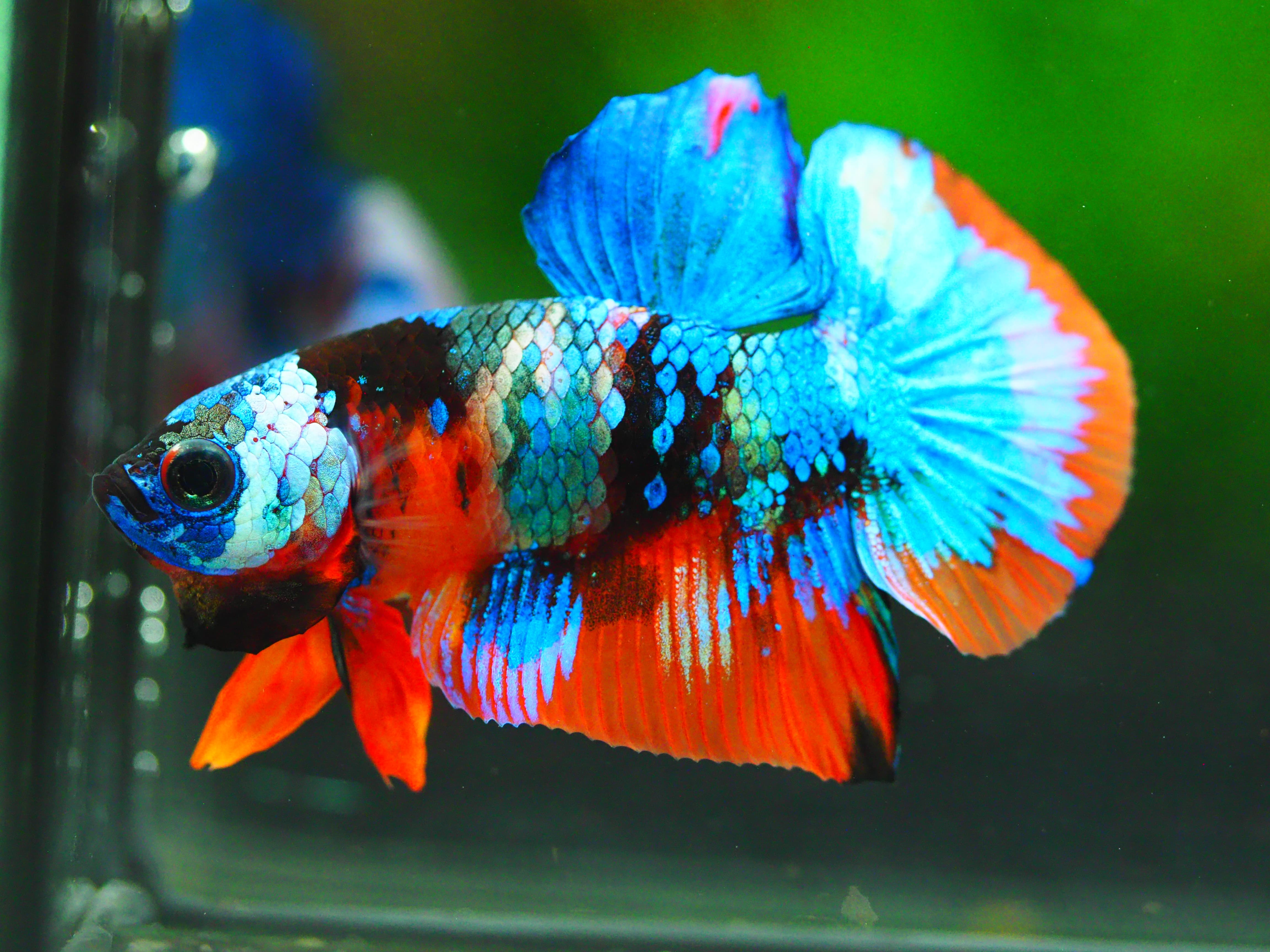 HMPK NEMO GALAXY MALE GRADE A +++