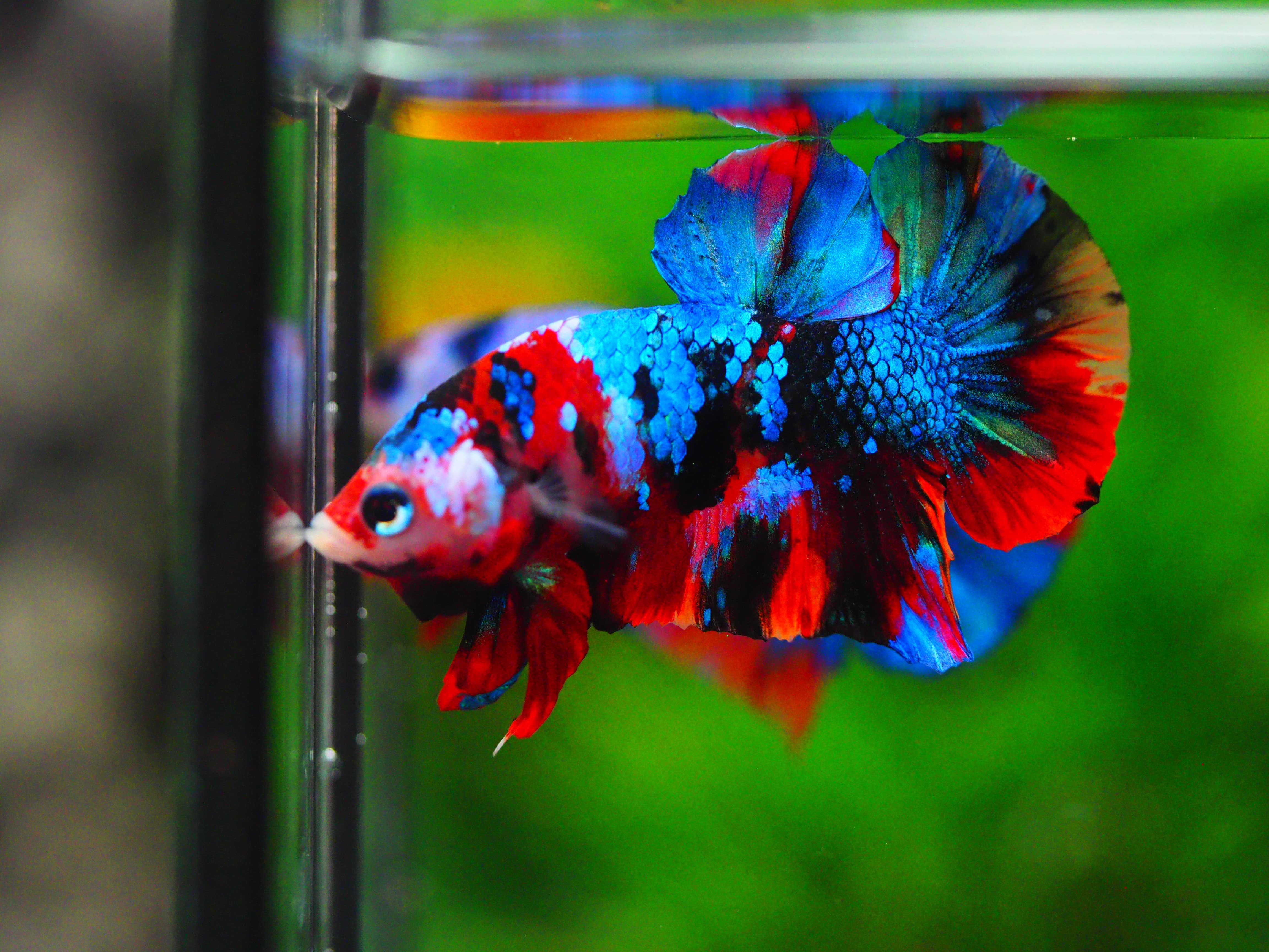 HMPK KOI GALAXY MALE GRADE A +++