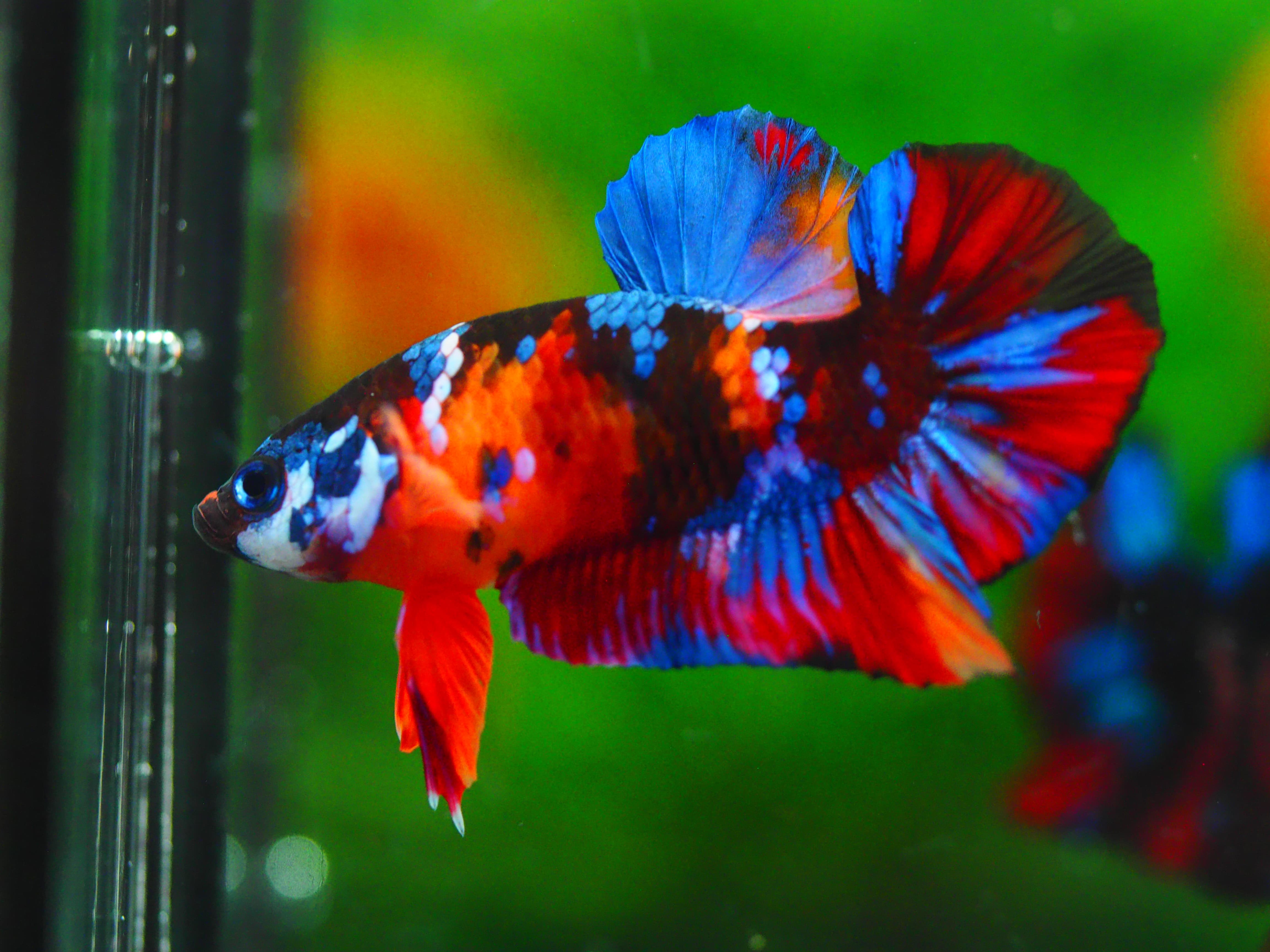 HMPK KOI GALAXY MALE GRADE A++