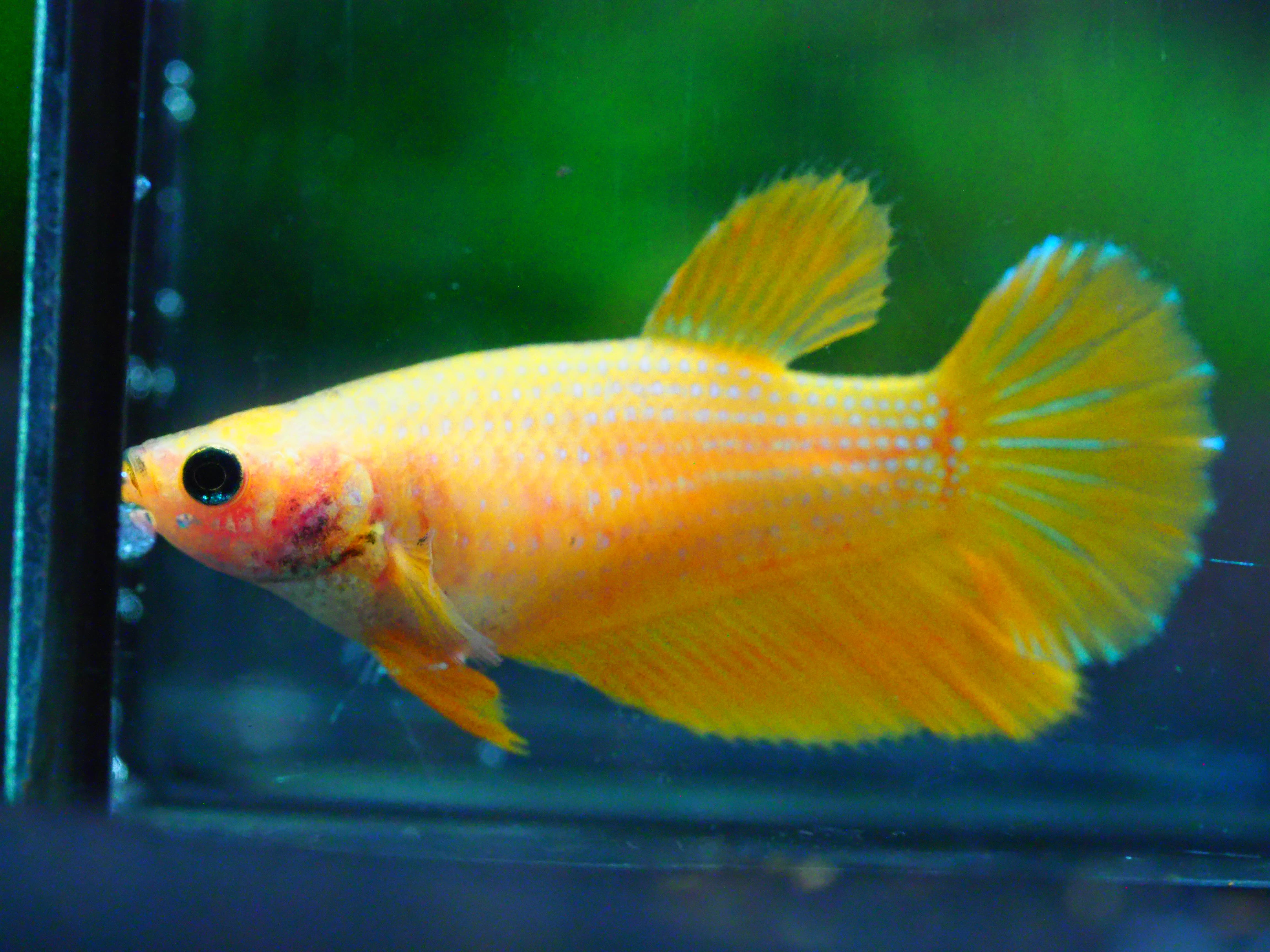 HM YELLOW FNMALE GRADE A +++