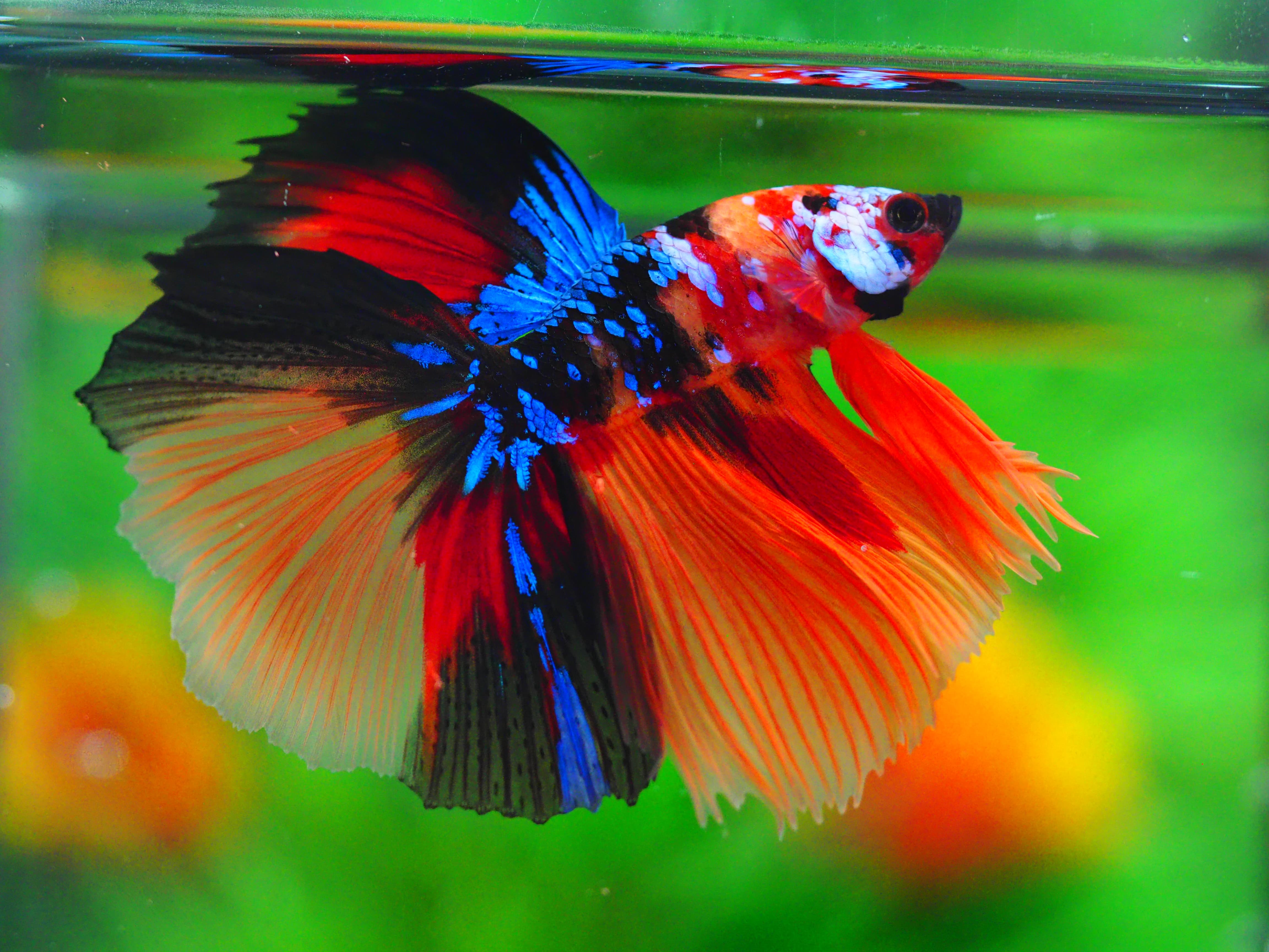 HM KOI GALAXY MALE GRADE A++