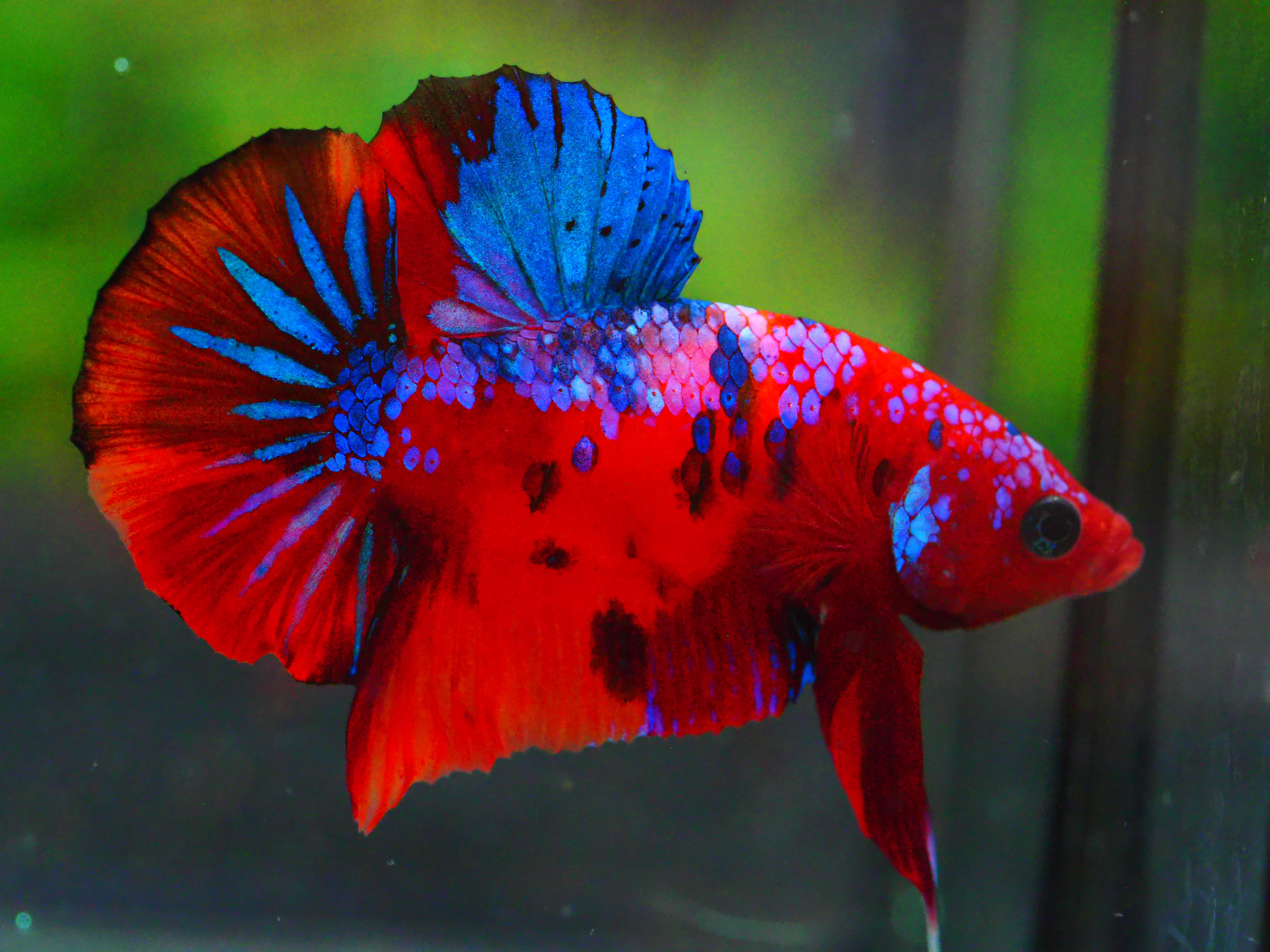 HMPK KOI GALAXY MALE GRADE A +++