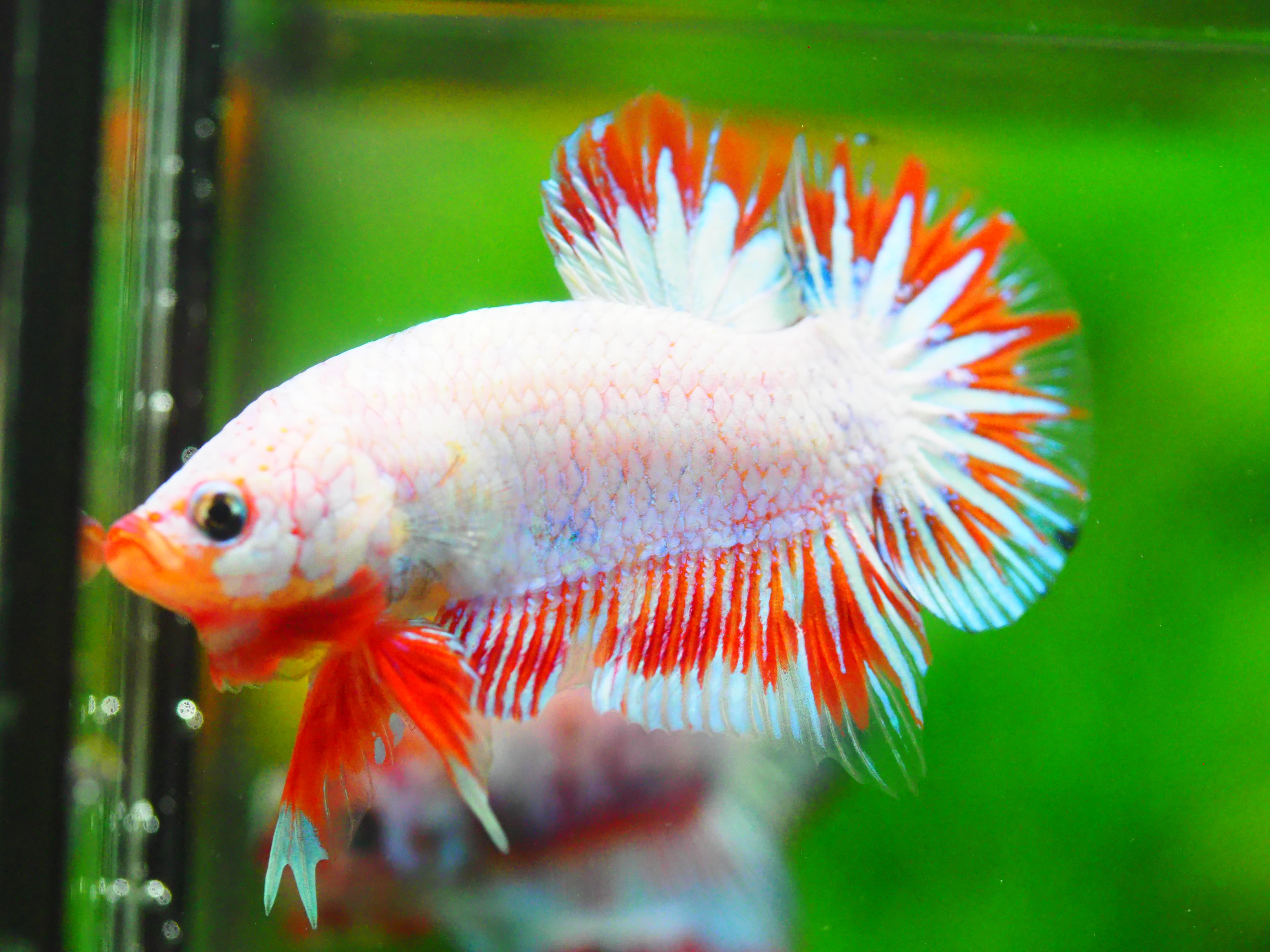 HMPK FANCY MALE GRADE A +++