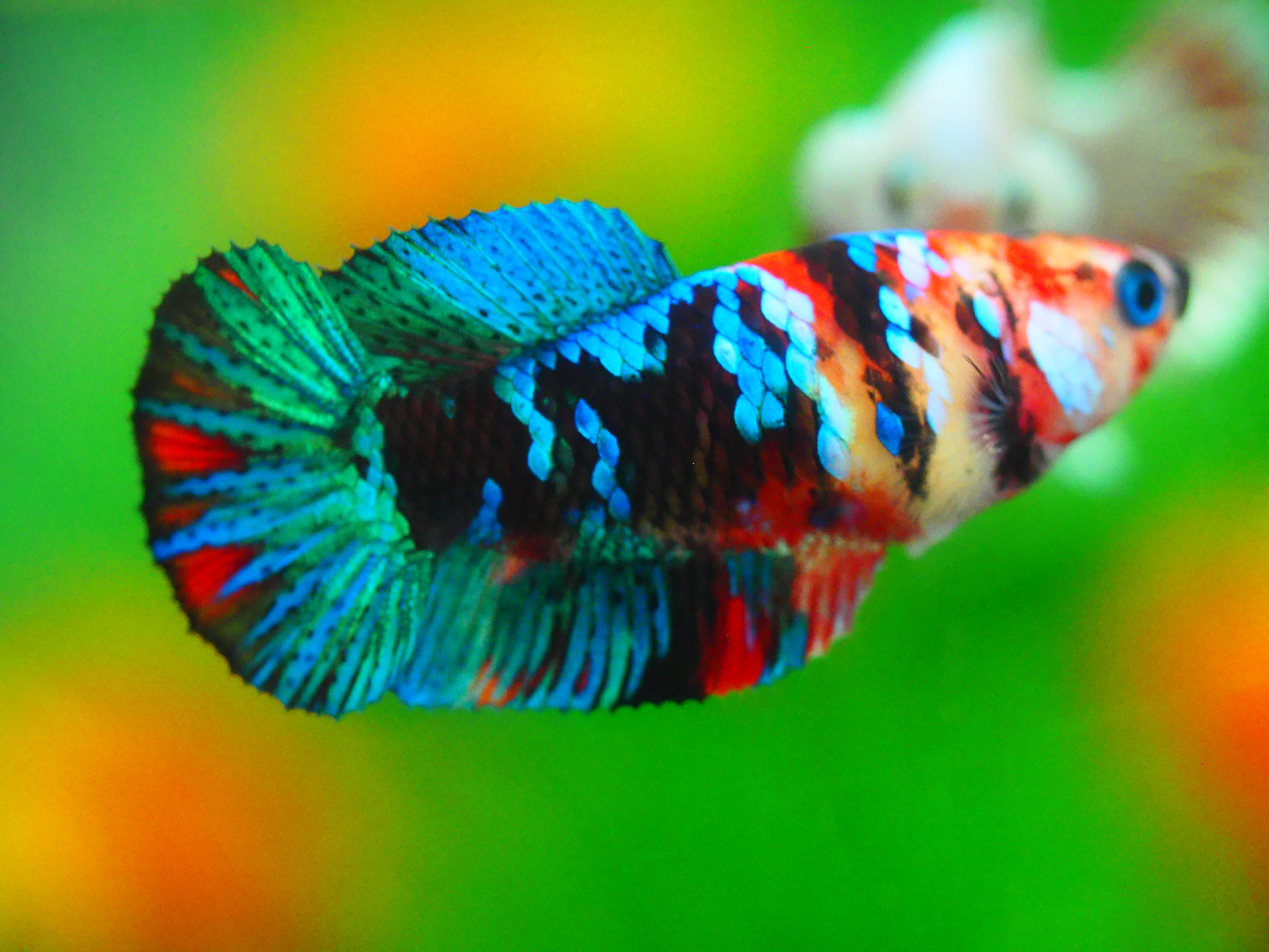 HMPK KOI GALAXY FN MALE GRADE A +++ ไมมีตะเกรียบ