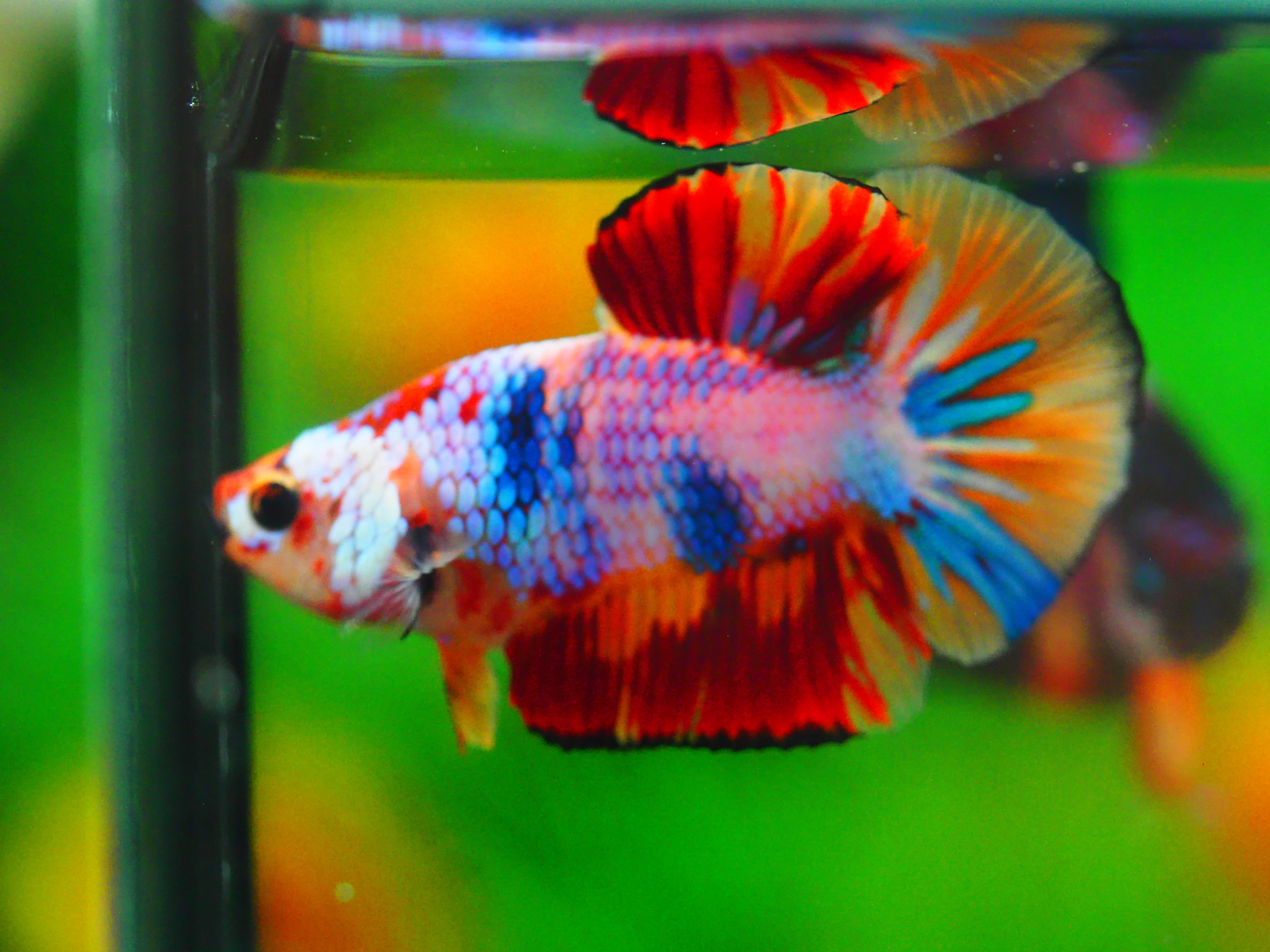 HMPK NEMO MALE GRADE A +++