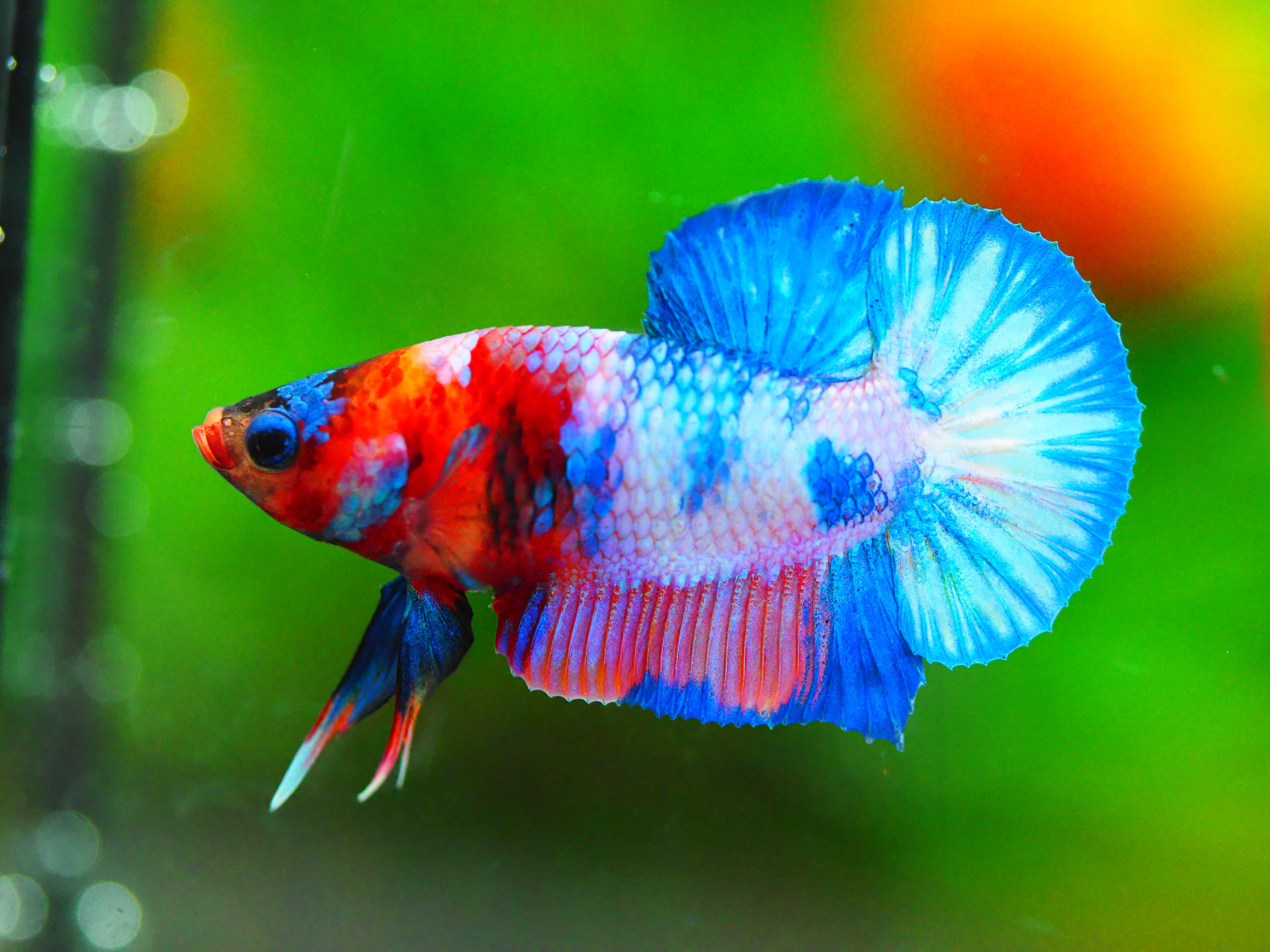 HMPK FANCY MALE GRADE A +++