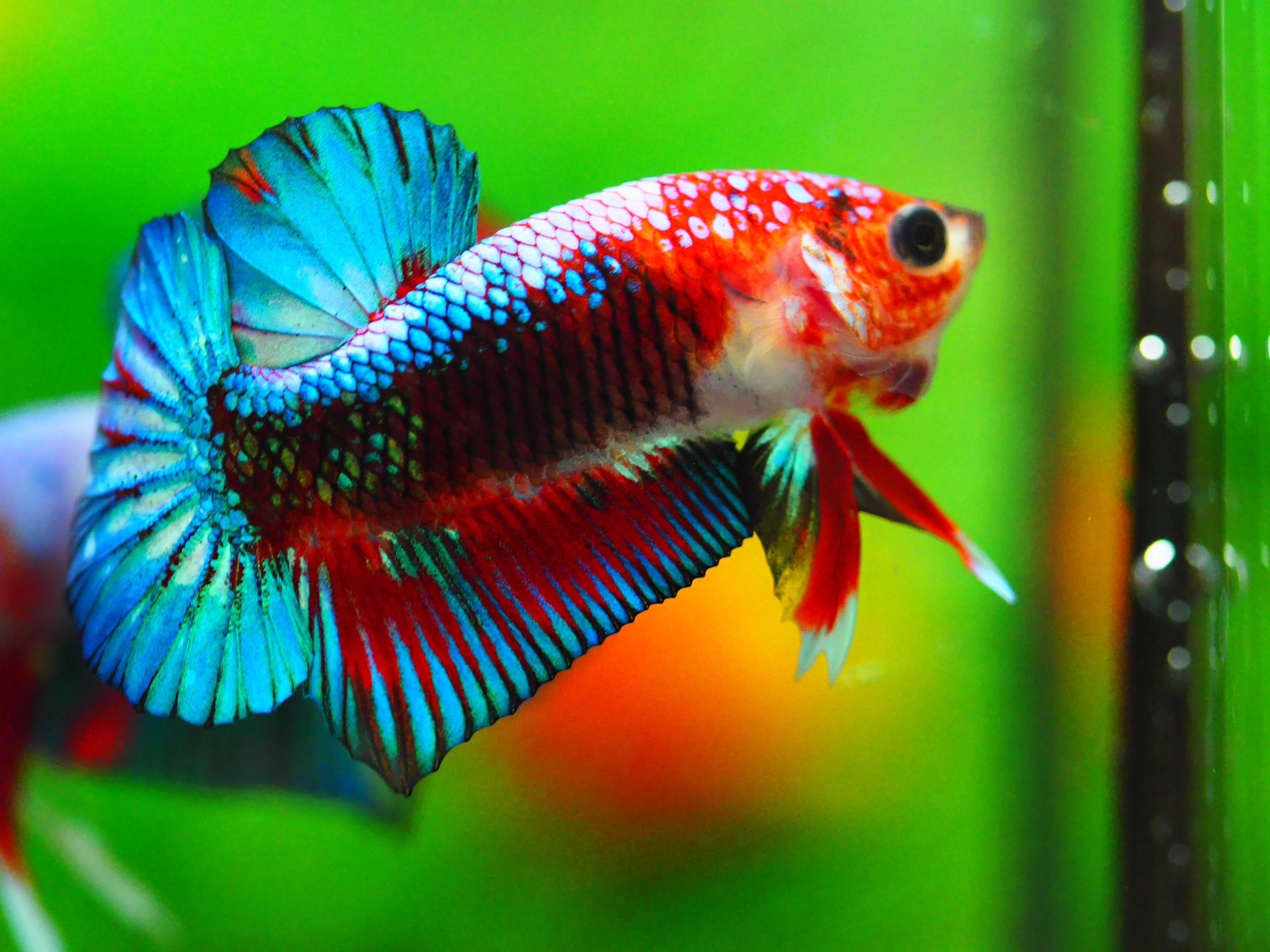 HMPK FANCY MALE GRADE A +++