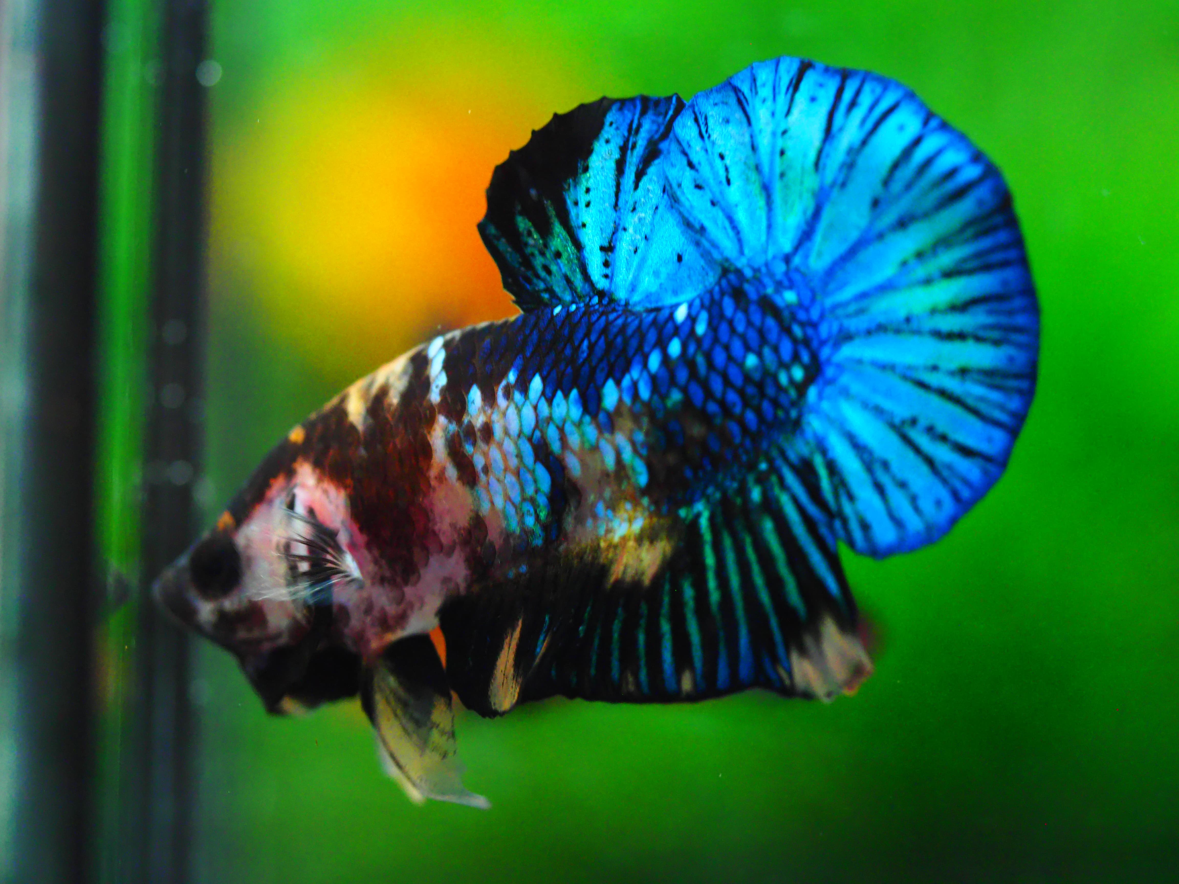 HMPK KOI FANCY MALE GRADE A +++