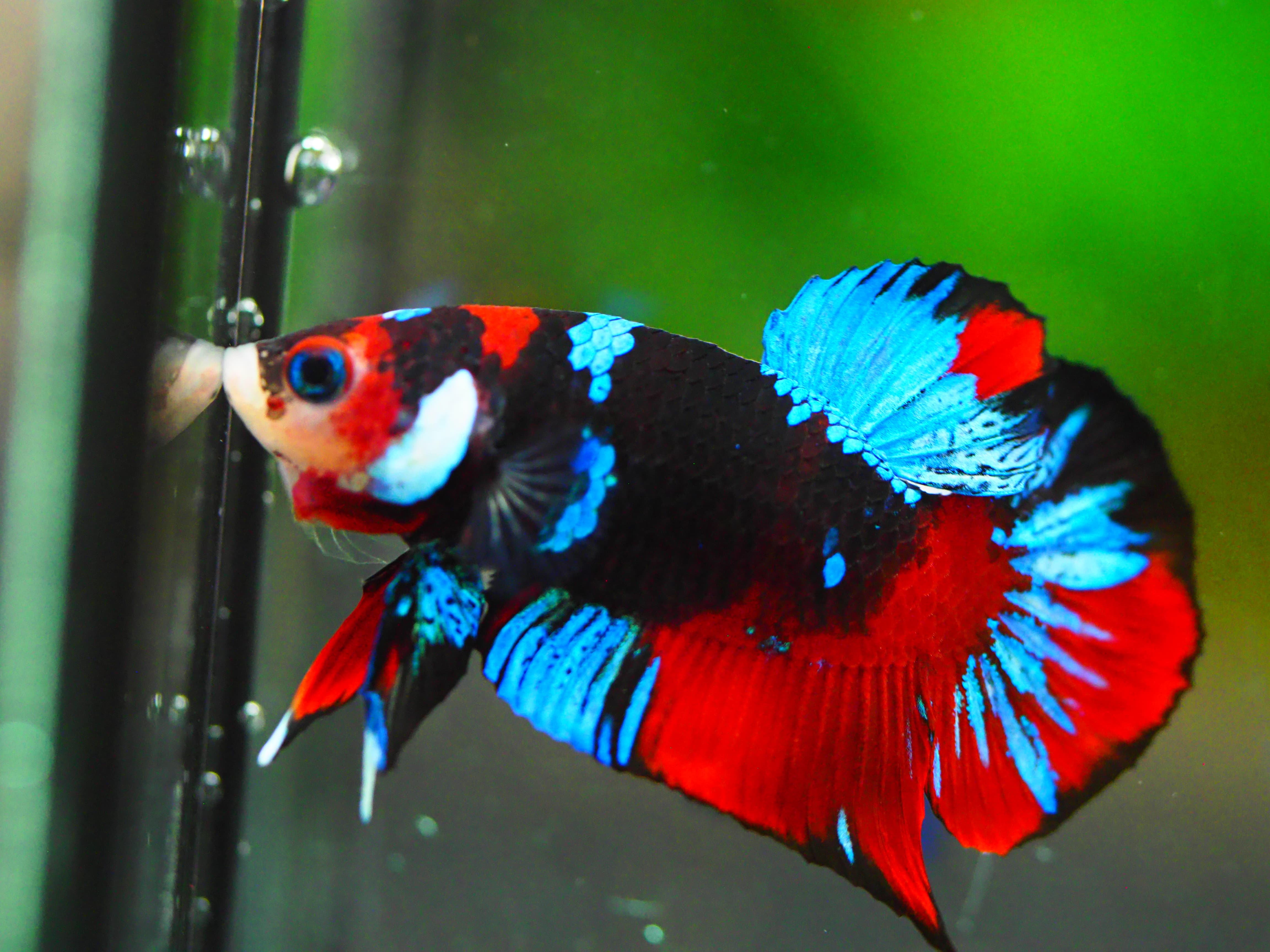 HMPK KOI GALAXY MALE GRADE A +++