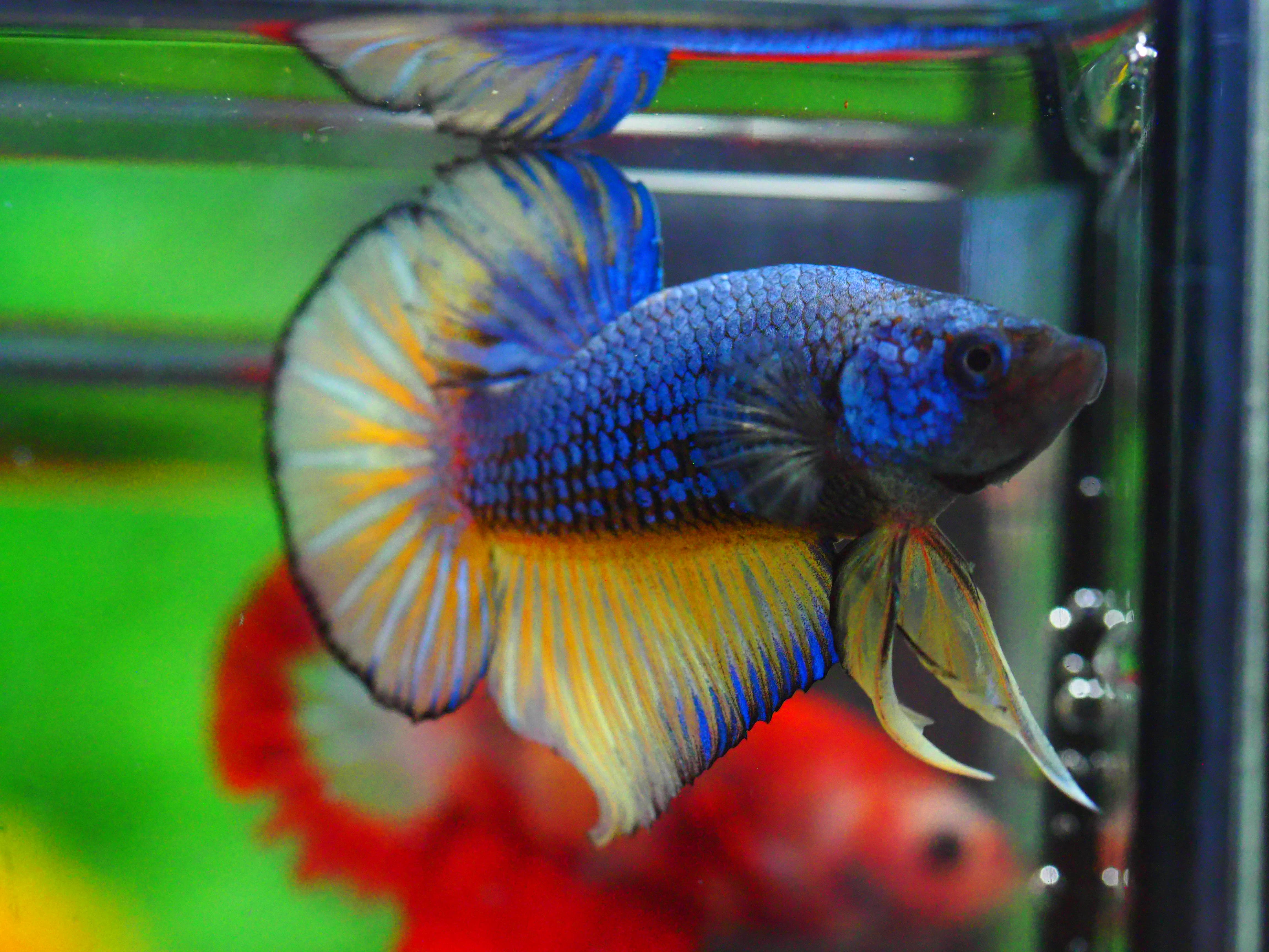 HMPK FANCY MALE GRADE A +++