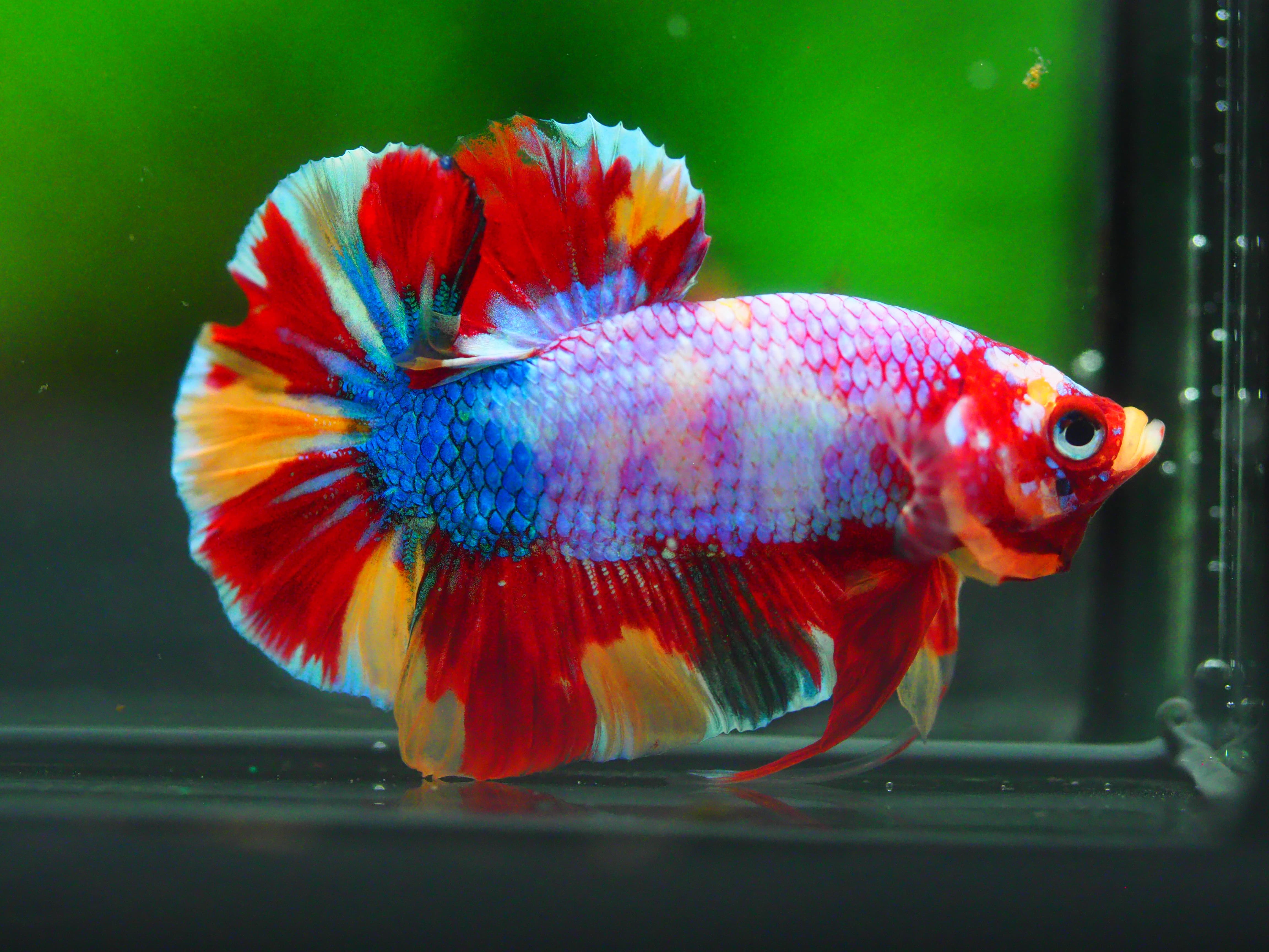 HMPK KOI GALAXY MALE GRADE A +++