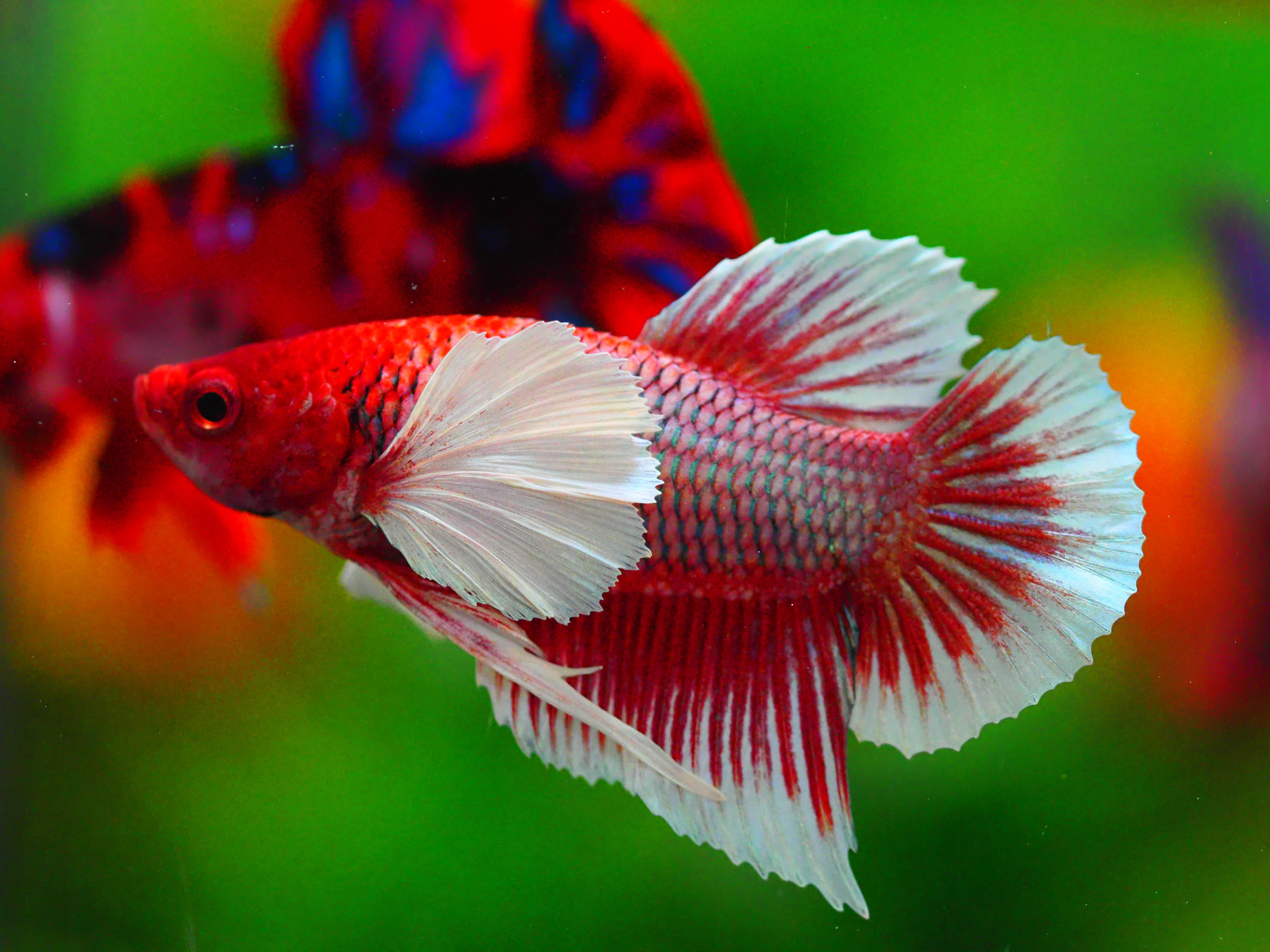 HMPK DUMBO MALE GRADE A +++