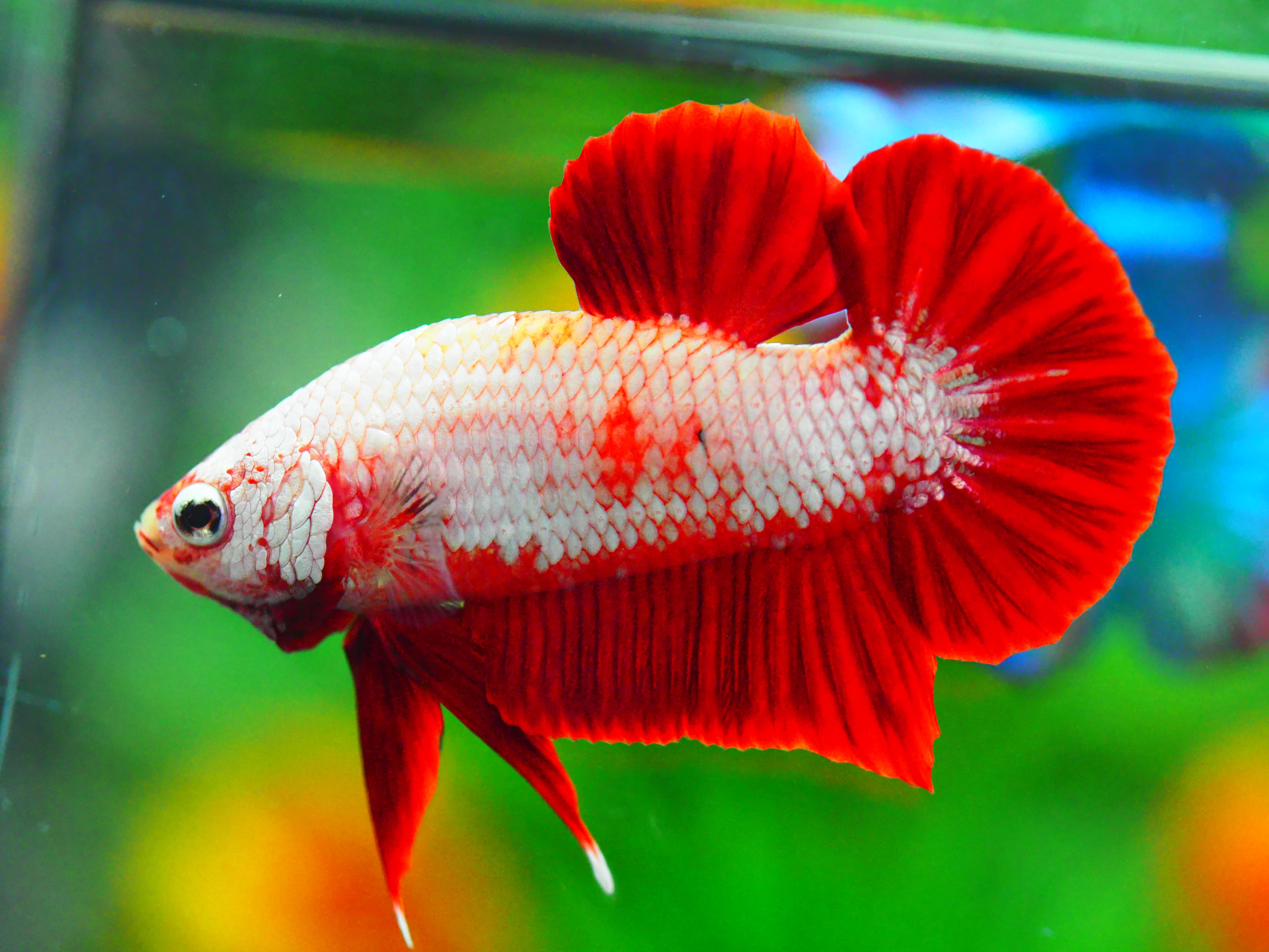 HMPK RGD DRAGON MALE GRADE A +++