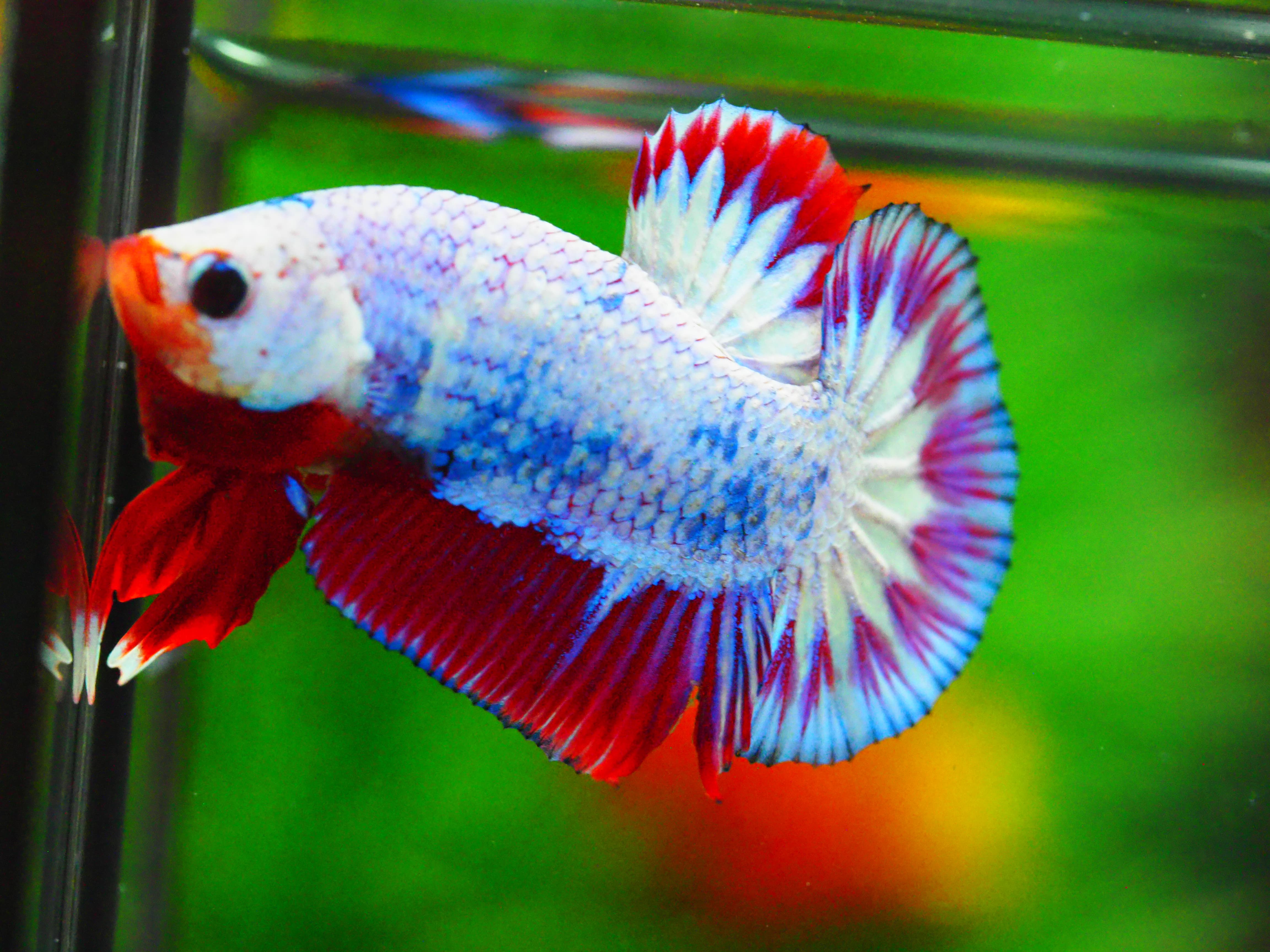 HMPK FANCY MALE GRADE A +++