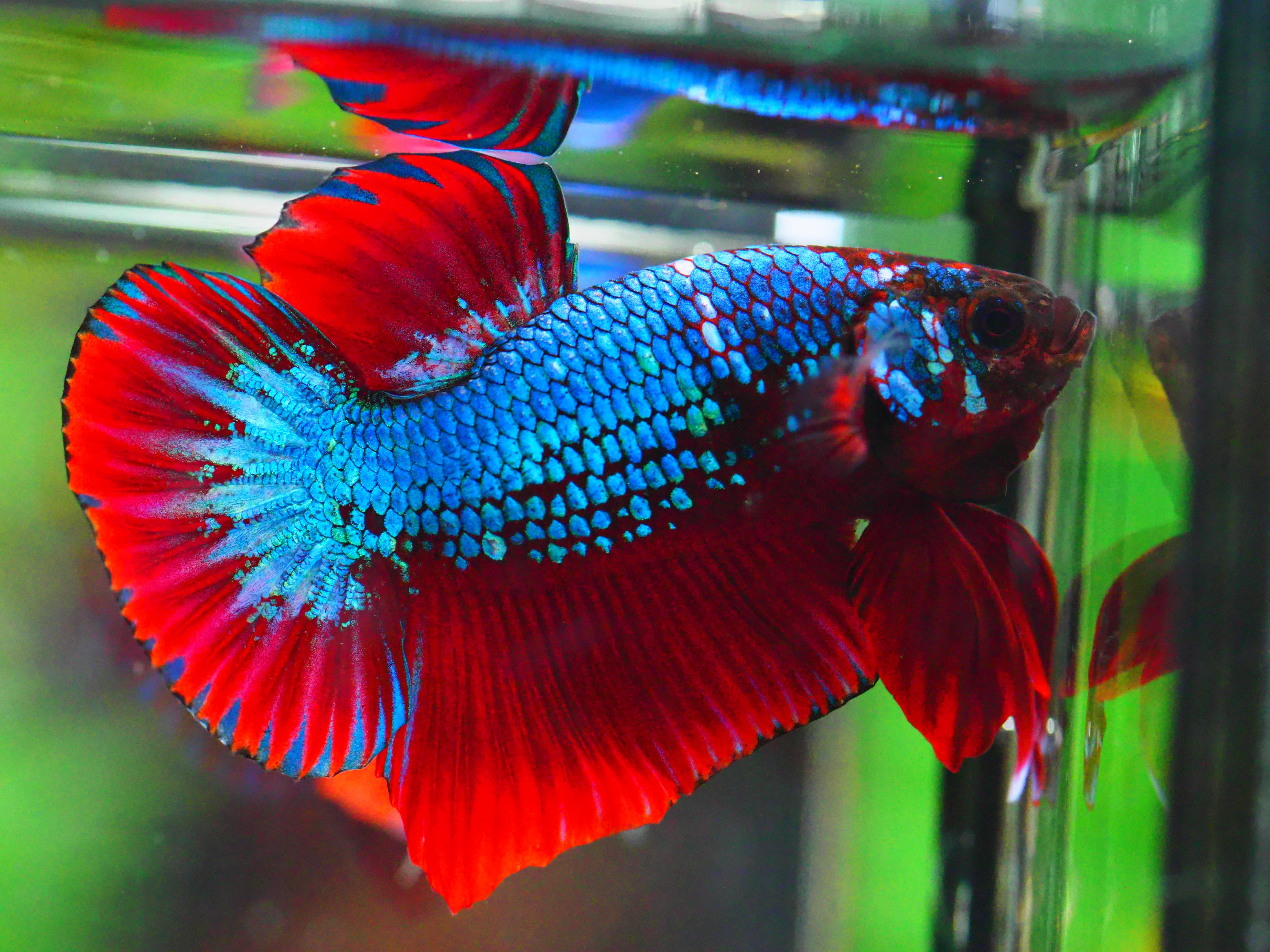 HMPK FANCY MALE GRADE A +++