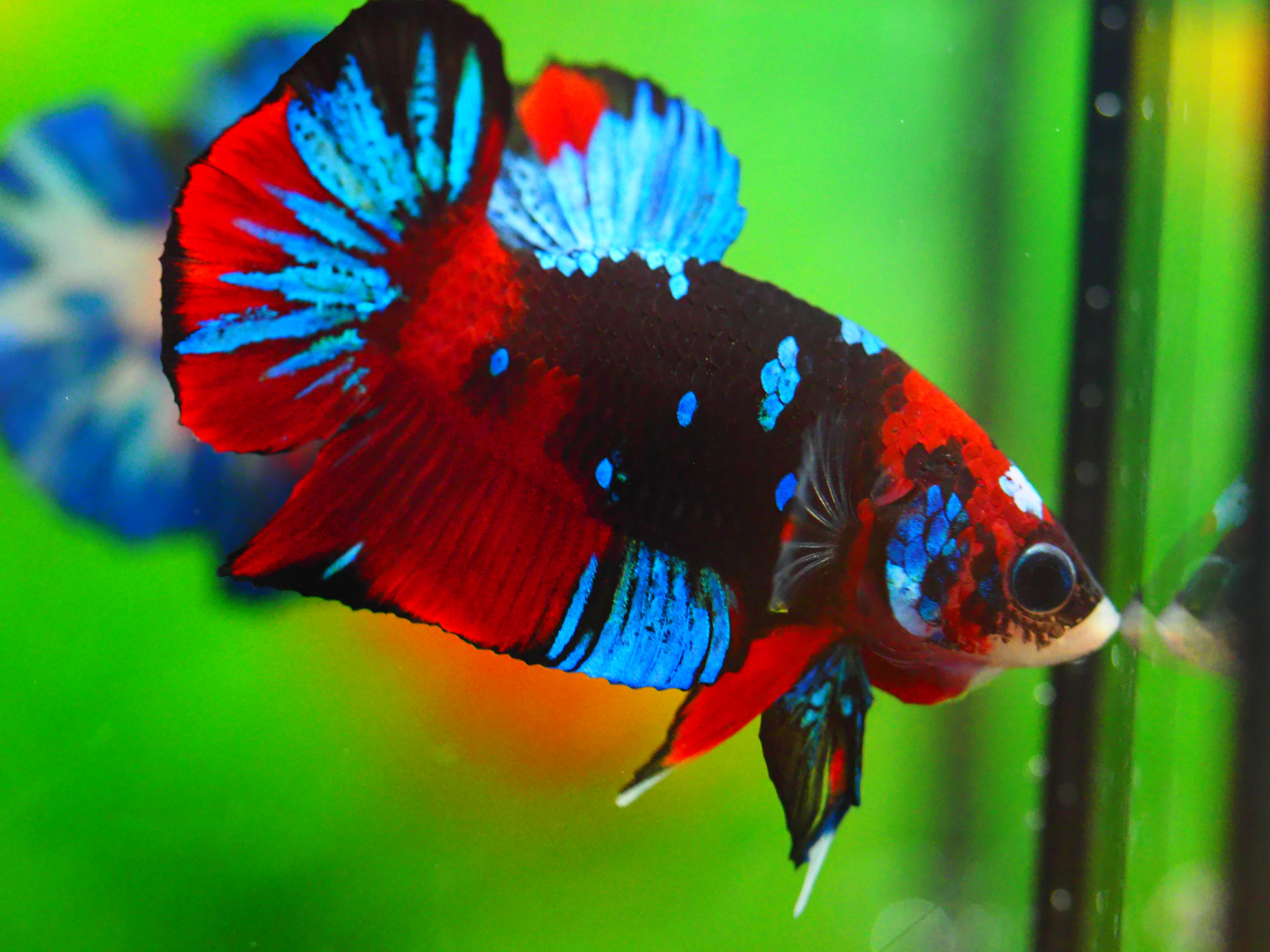 HMPK KOI GALAXY MALE GRADE A +++