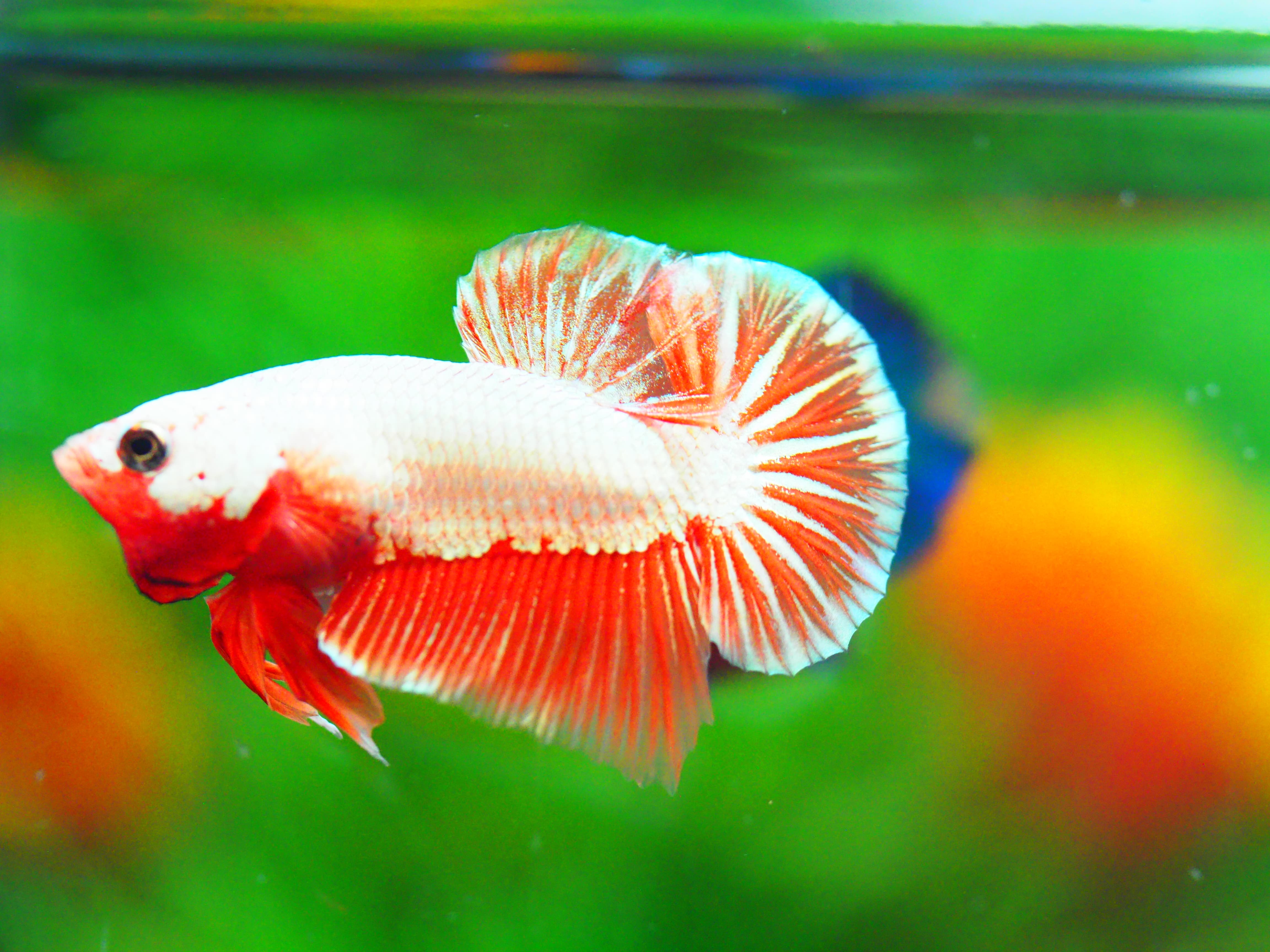 HMPK COPPER MALE GRADE A +++ ปลาเด็ก