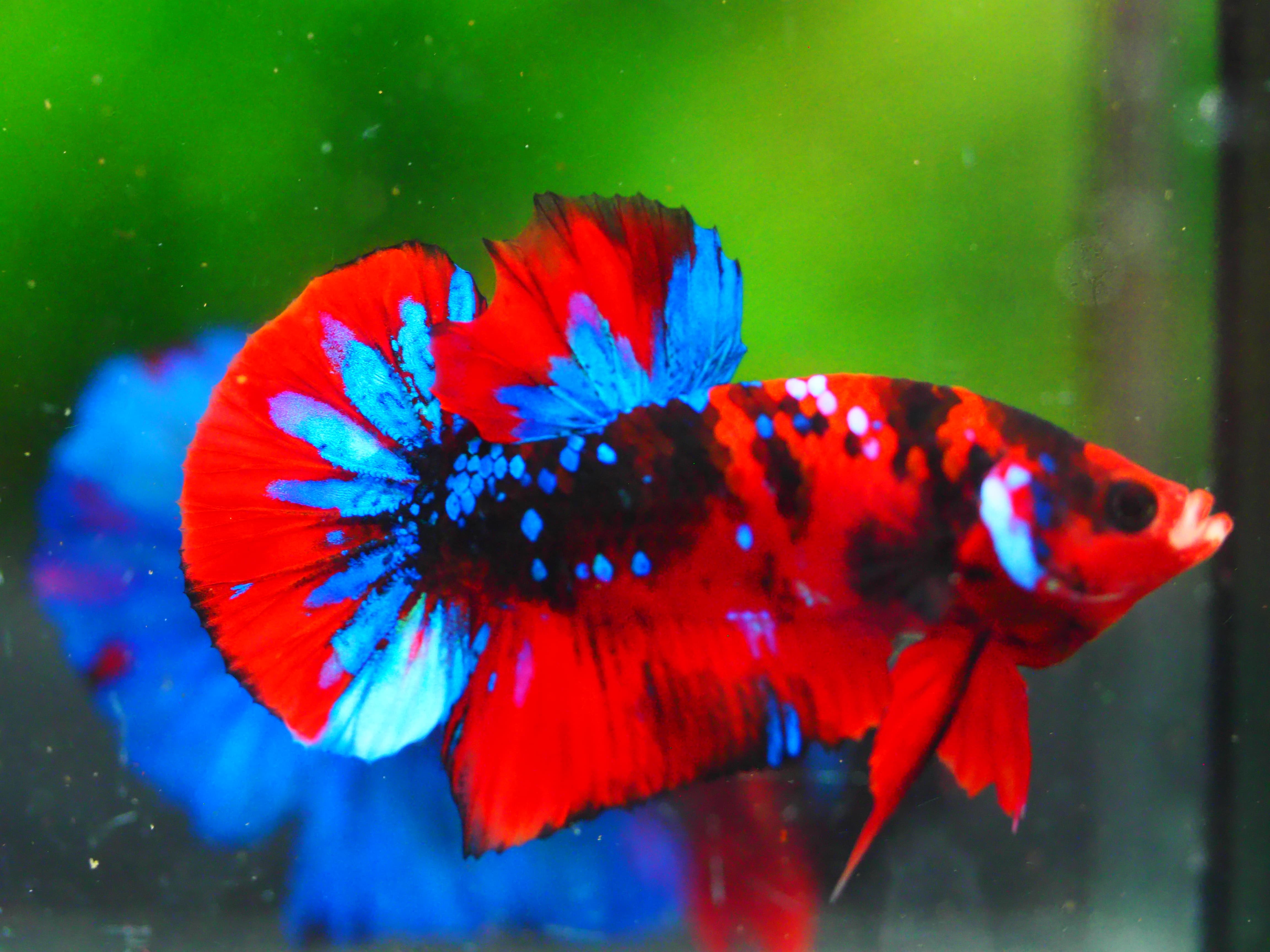 HMPK KOI GALAXY MALE GRADE A +++