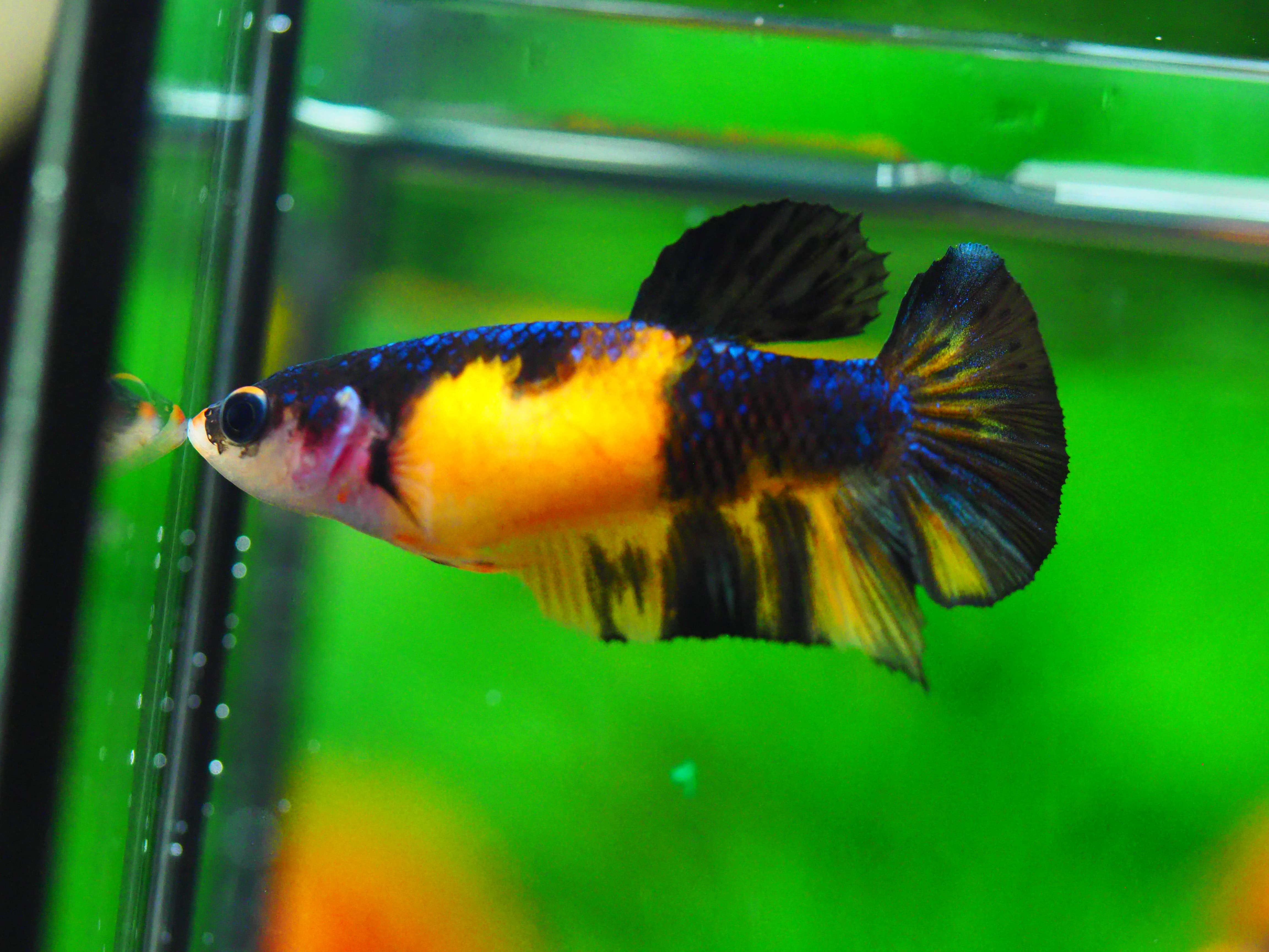 HMPK KOI YELLOW FN MALE GRADE A +++