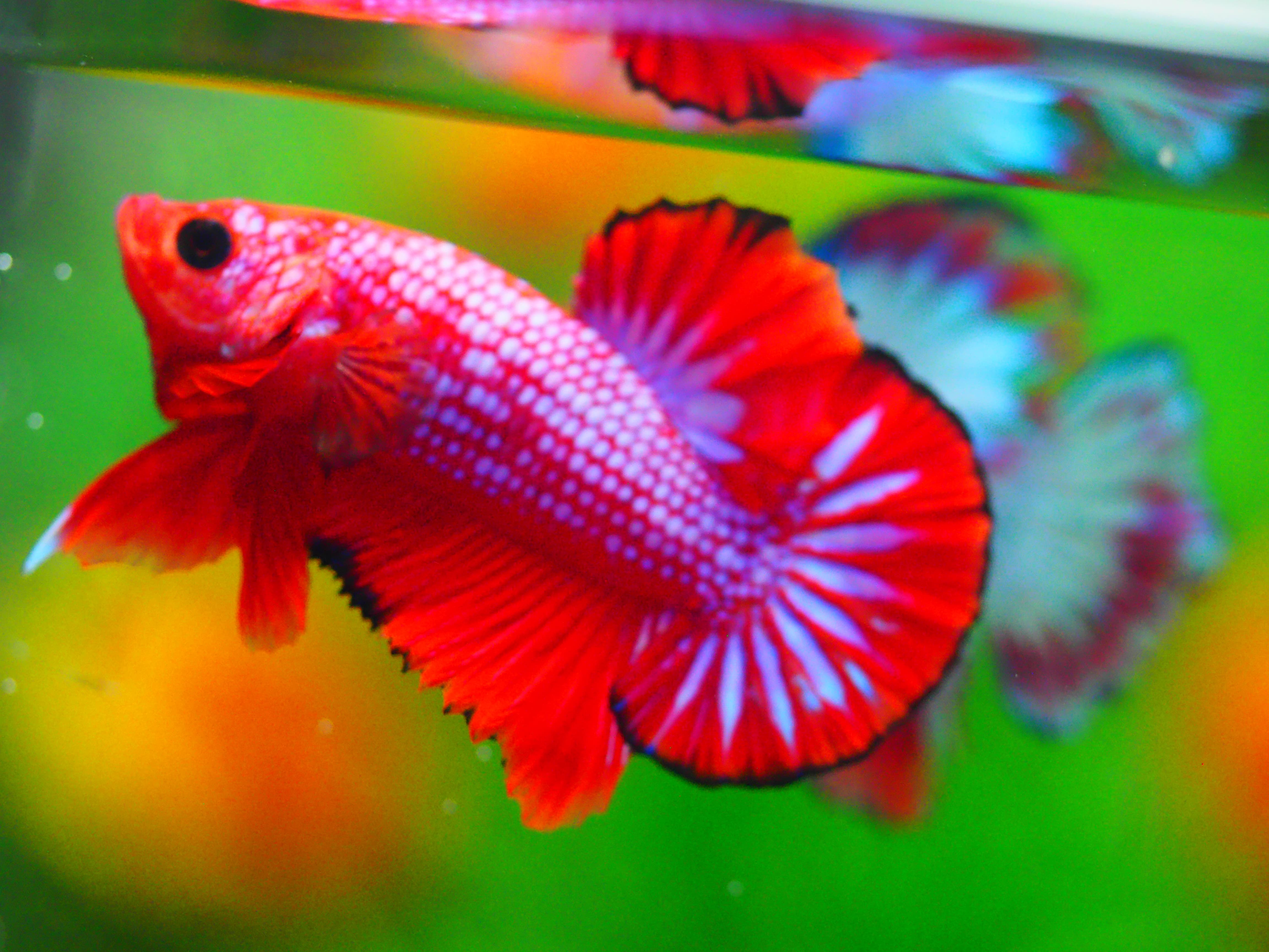 HMPK FANCY MALE GRADE A +++