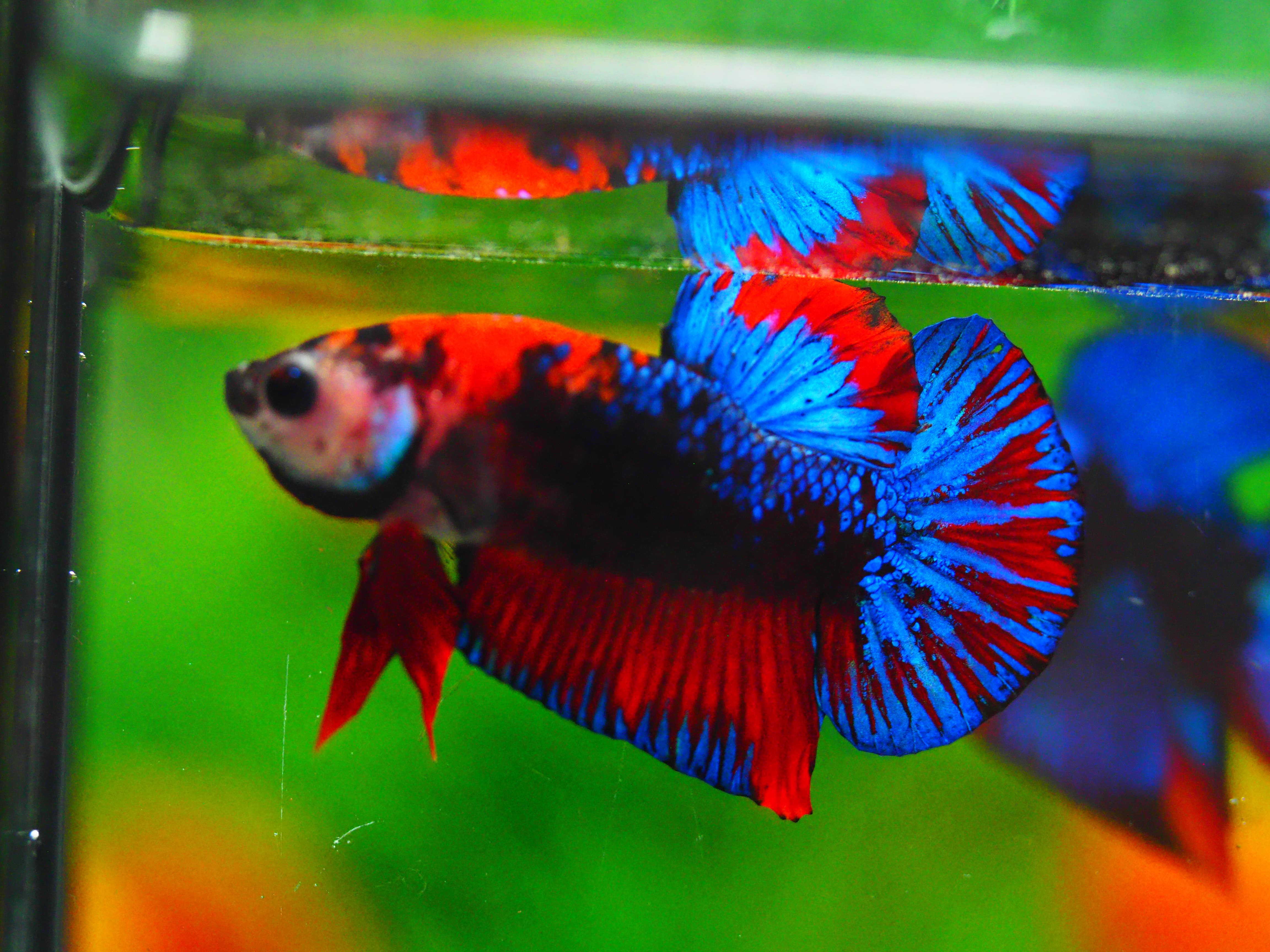 HMPK KOI GALAXY MALE GRADE A +++