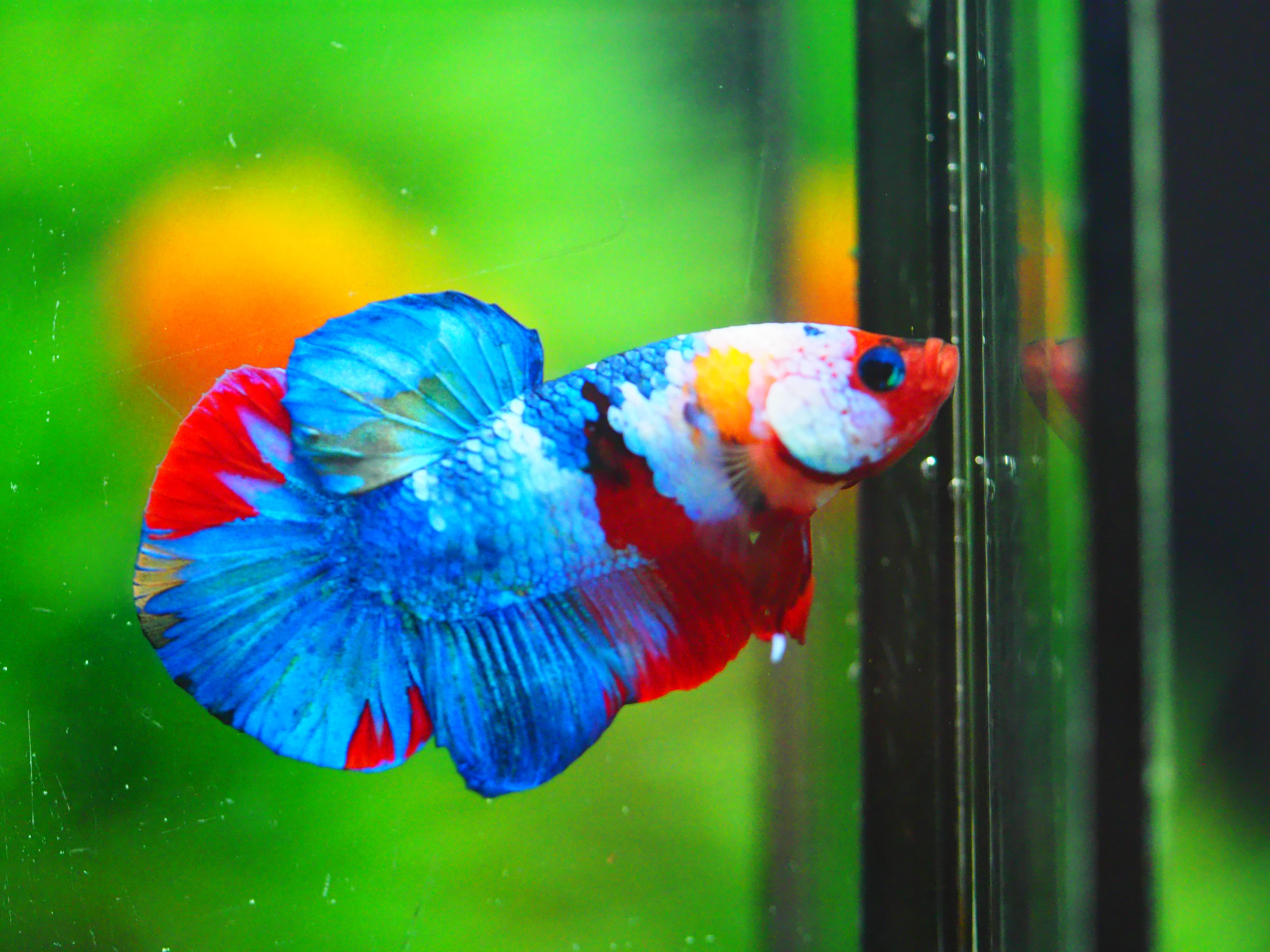 HMPK KOI GALAXY MALE GRADE A +++