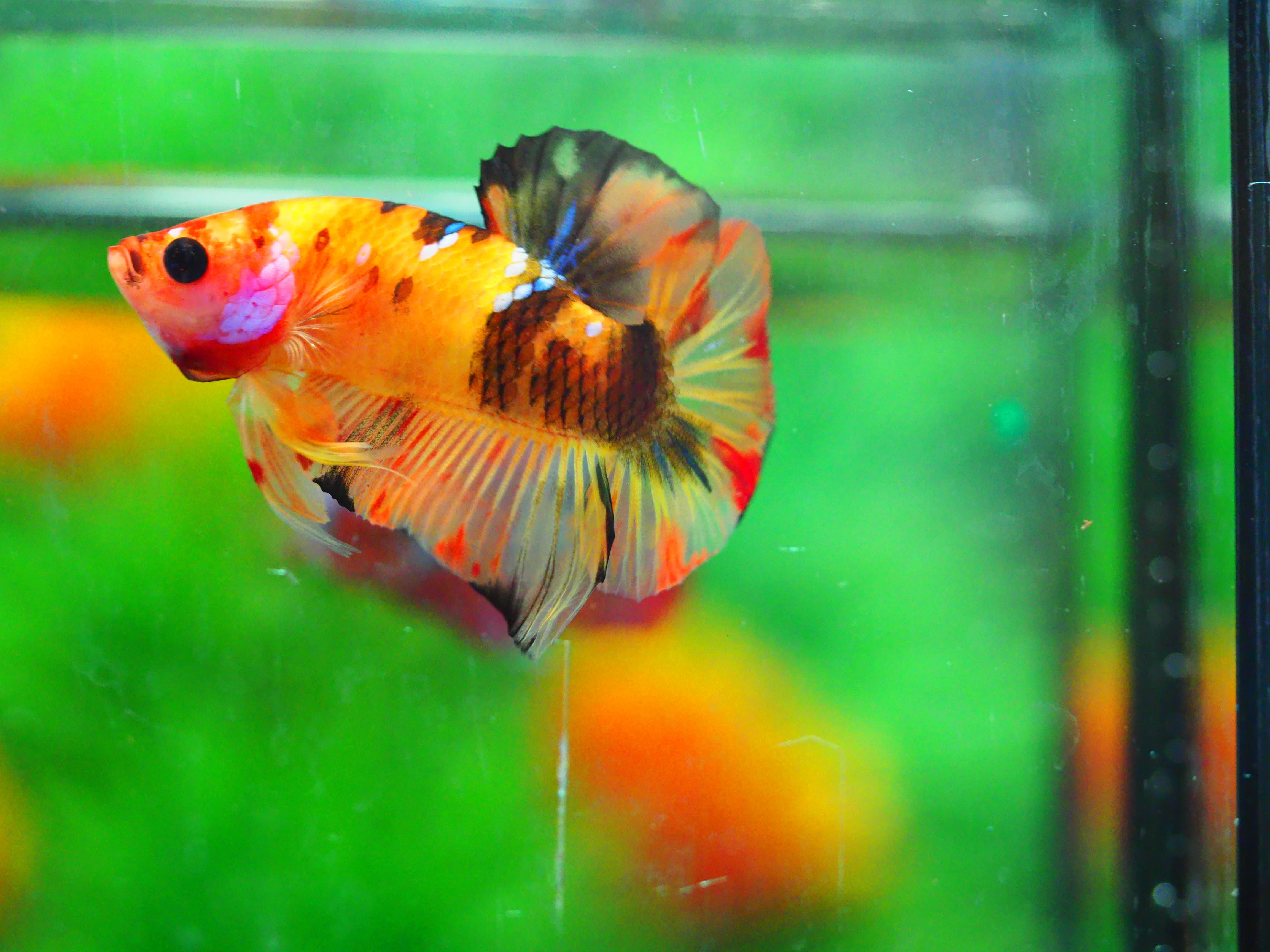 HMPK NEMO MALE GRADE A +++