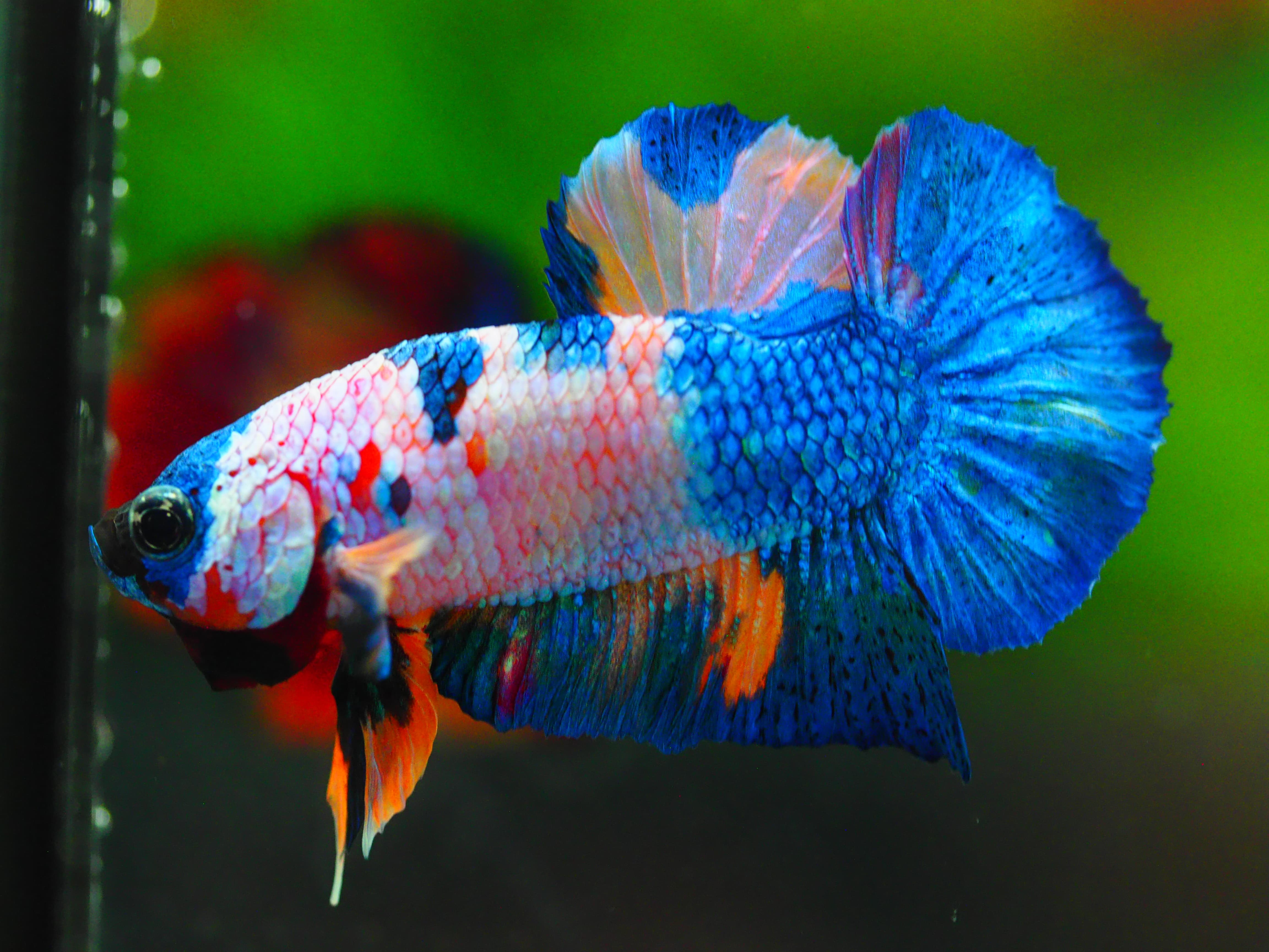 HMPK KOI GALAXY MALE GRADE A++