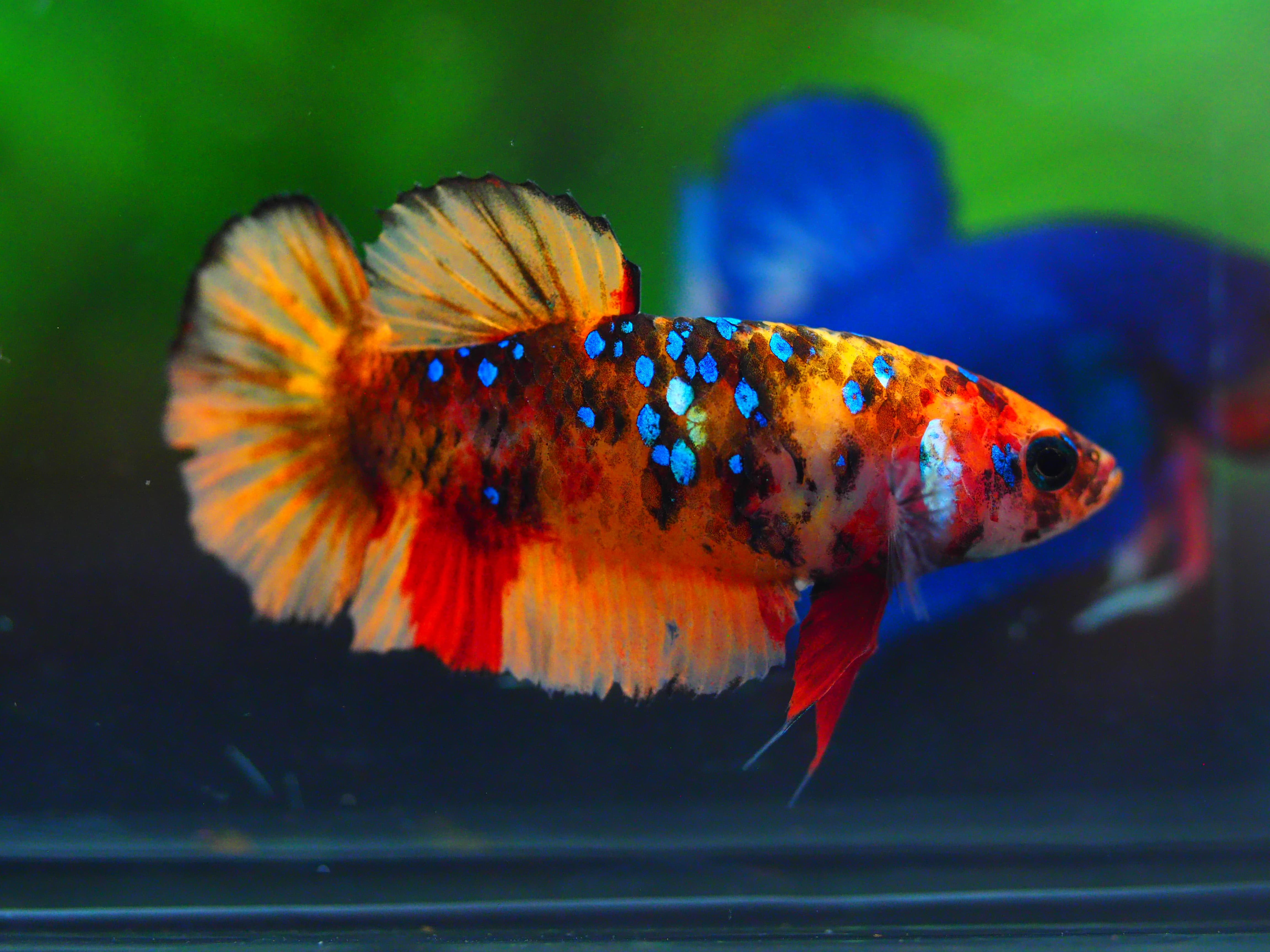 HMPK NEMO GLAXY GRADE A++ FEMALE
