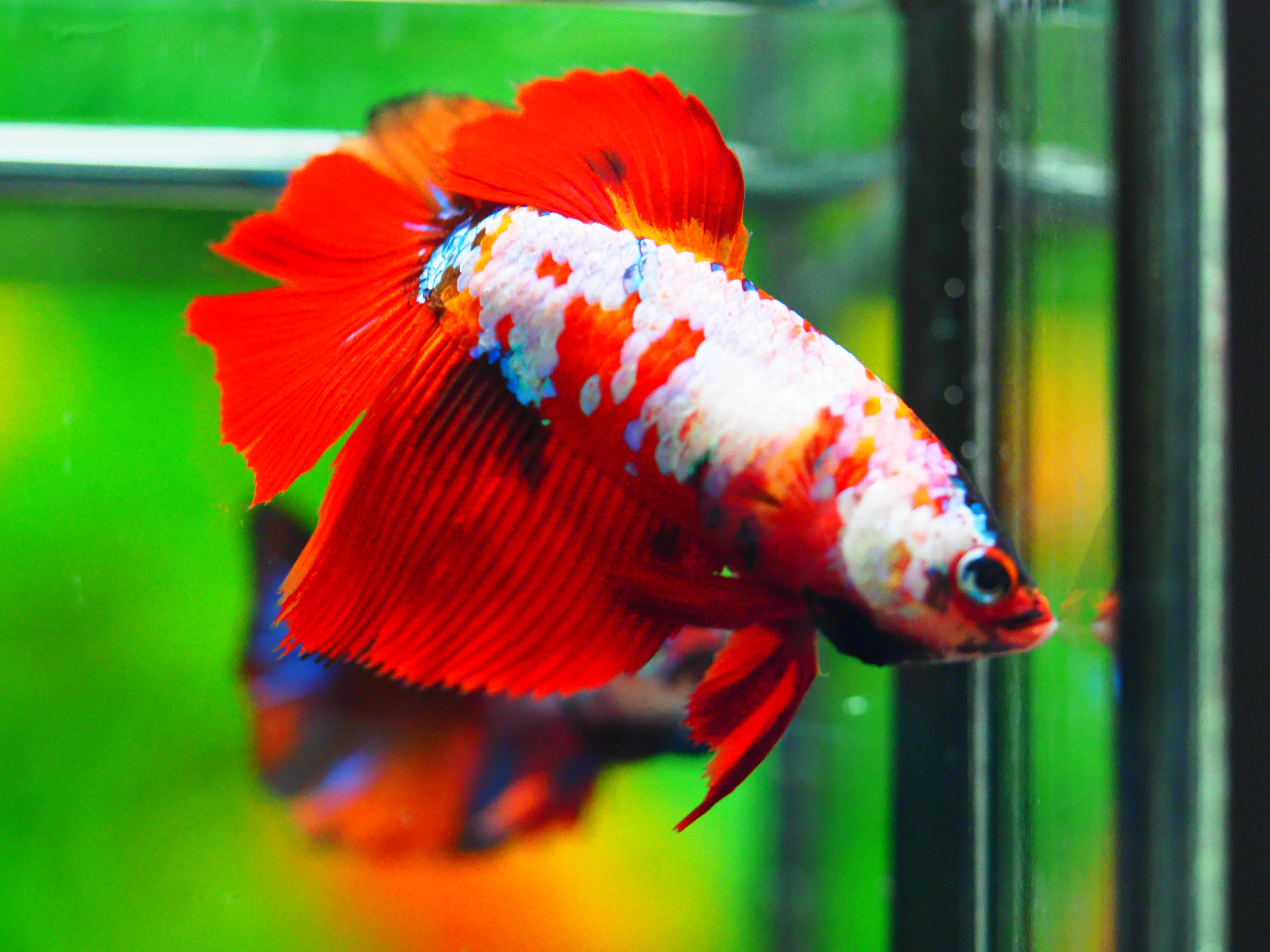 HM NEMO GALAXY FNMALE GRADE A +++